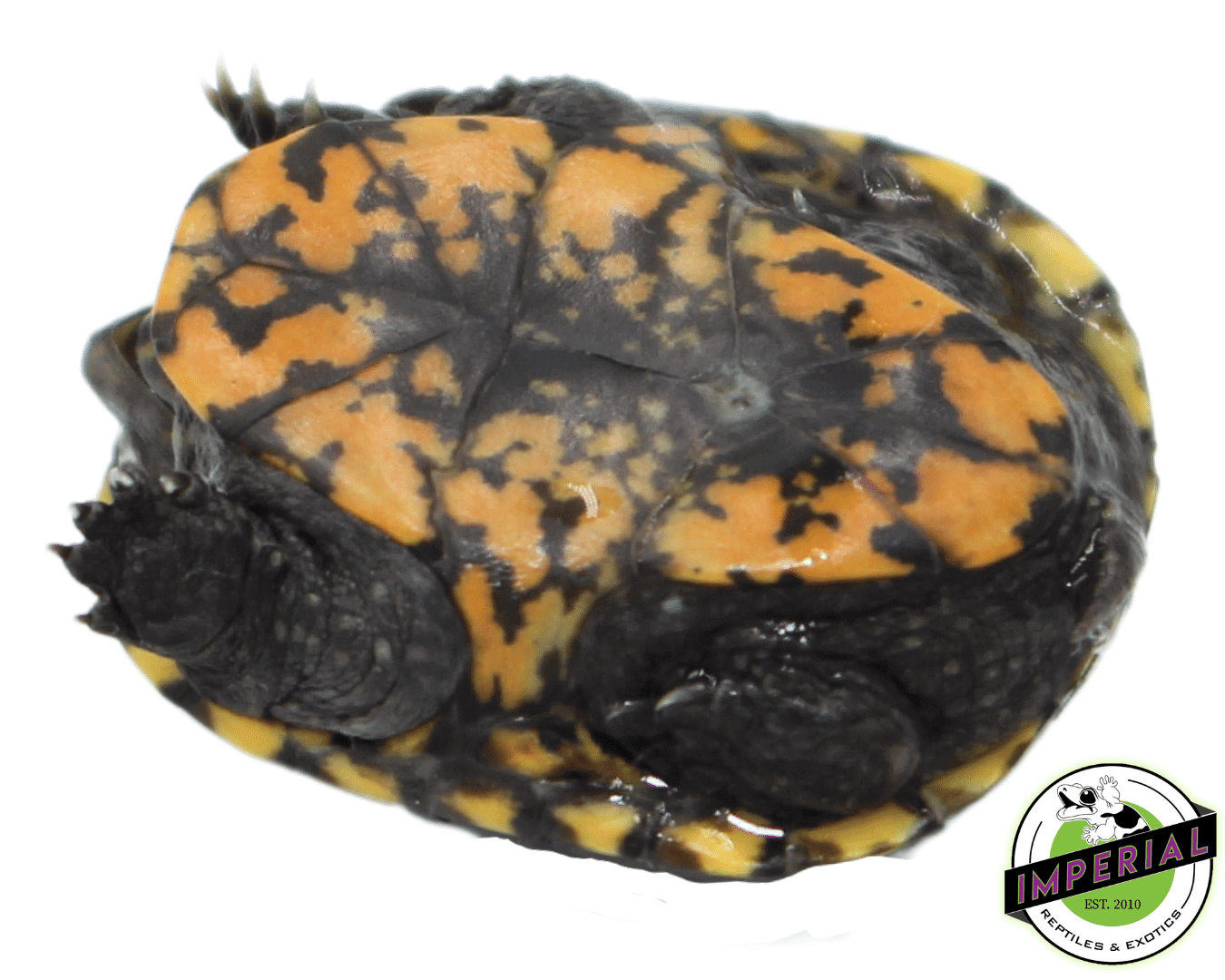 Eastern Mud Turtle Baby — image 2
