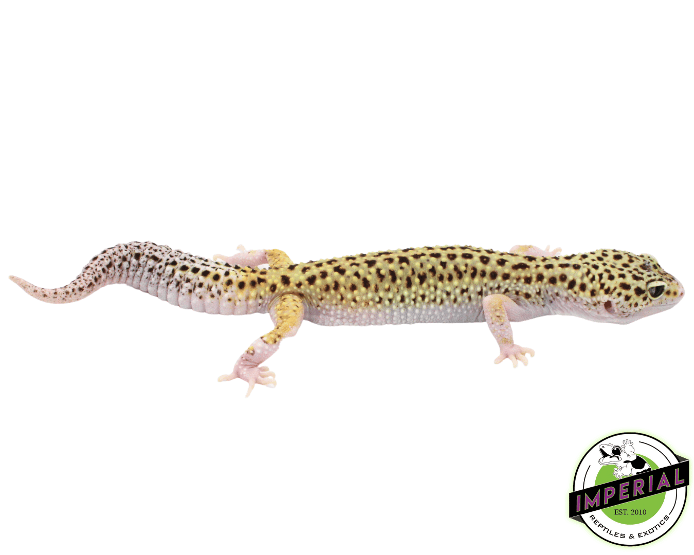 Eclispe Leopard Gecko Adult — image 2