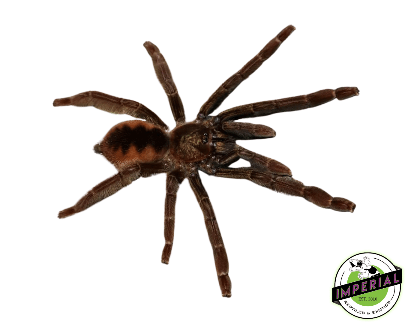Ecuador Olive-grey Tree Spider (Psalmopoeus ecclesiasticus)