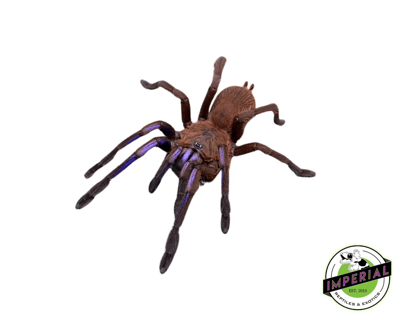 Electric Blue Tarantula