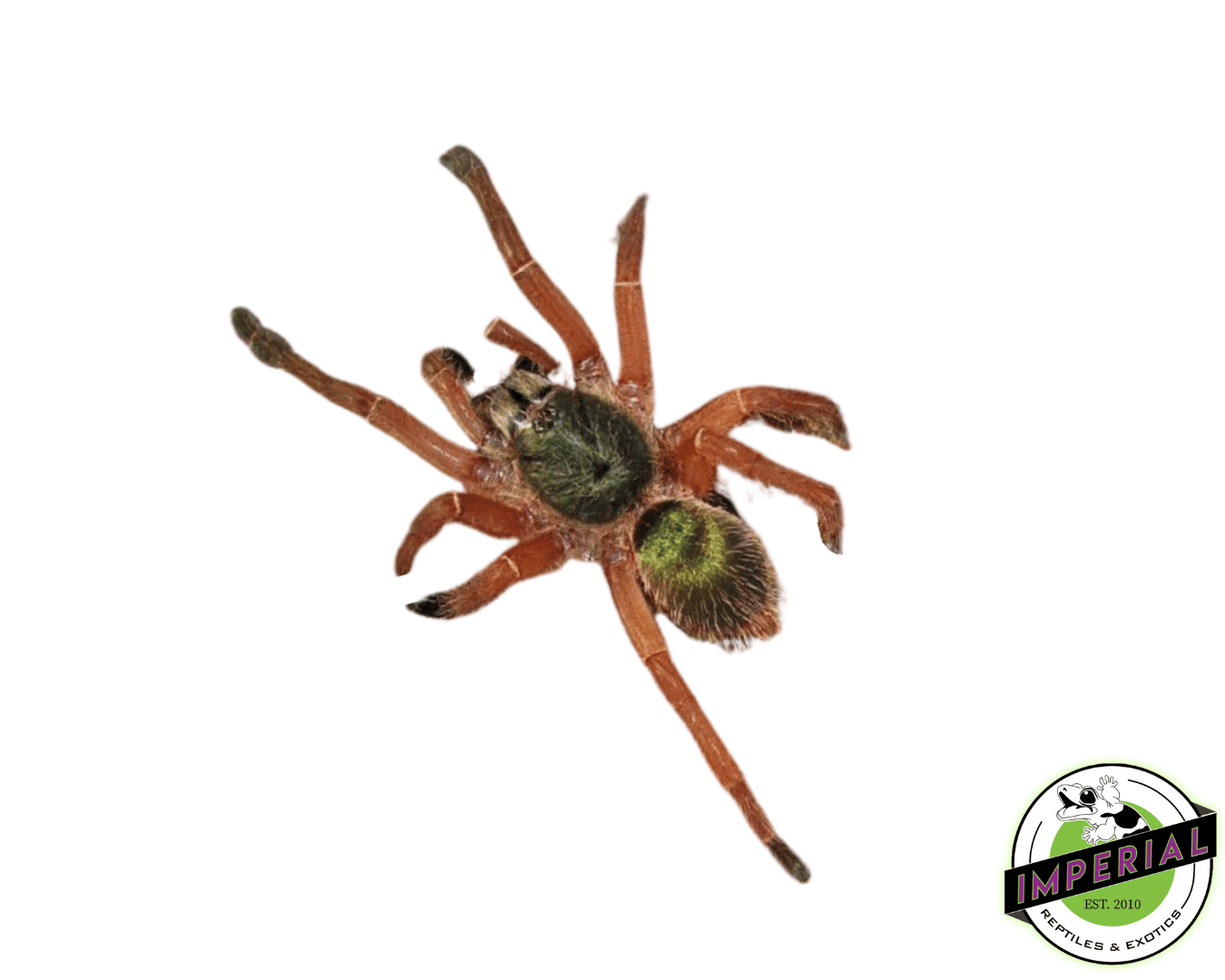 Emerald Skeleton Tarantula (Ephebopus uatuman)