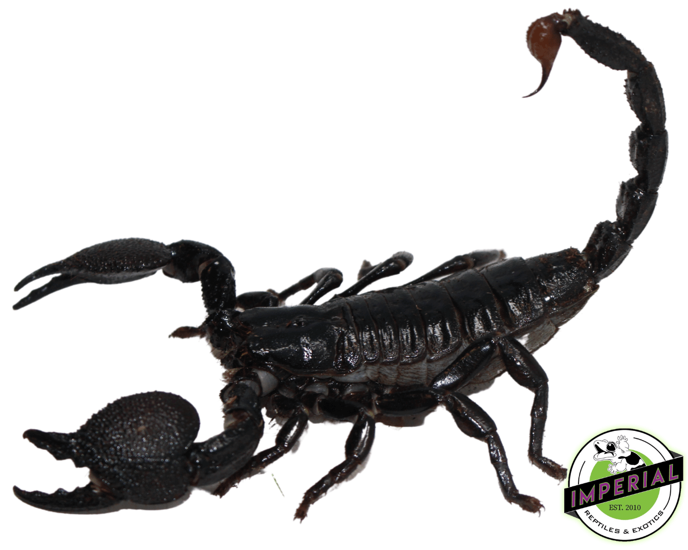 Emperor Scorpion Adult