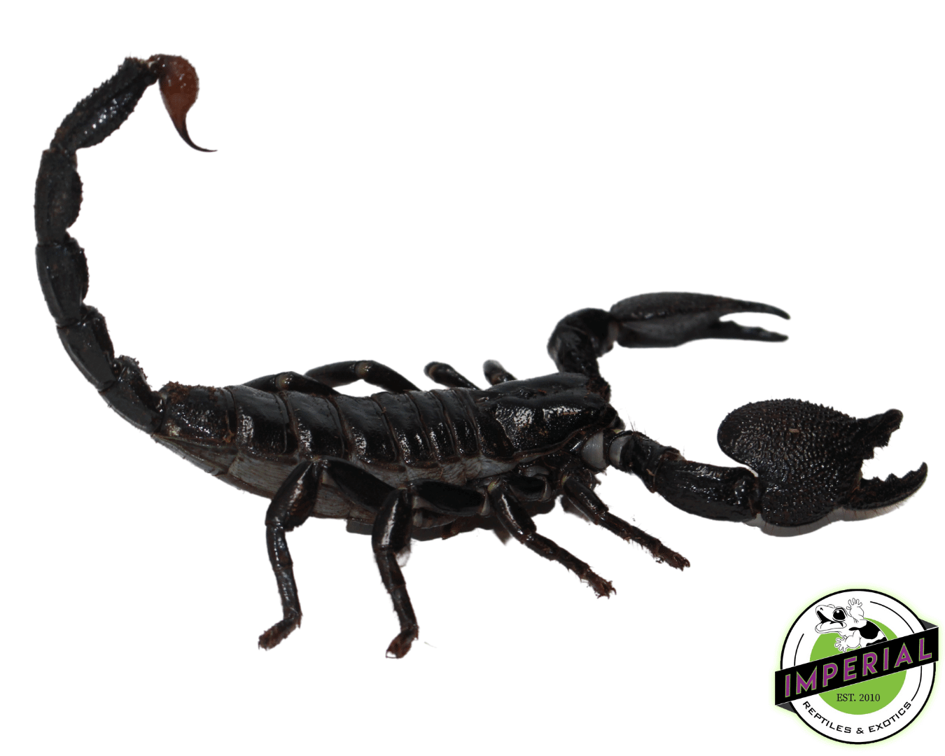 Emperor Scorpion Adult — image 2