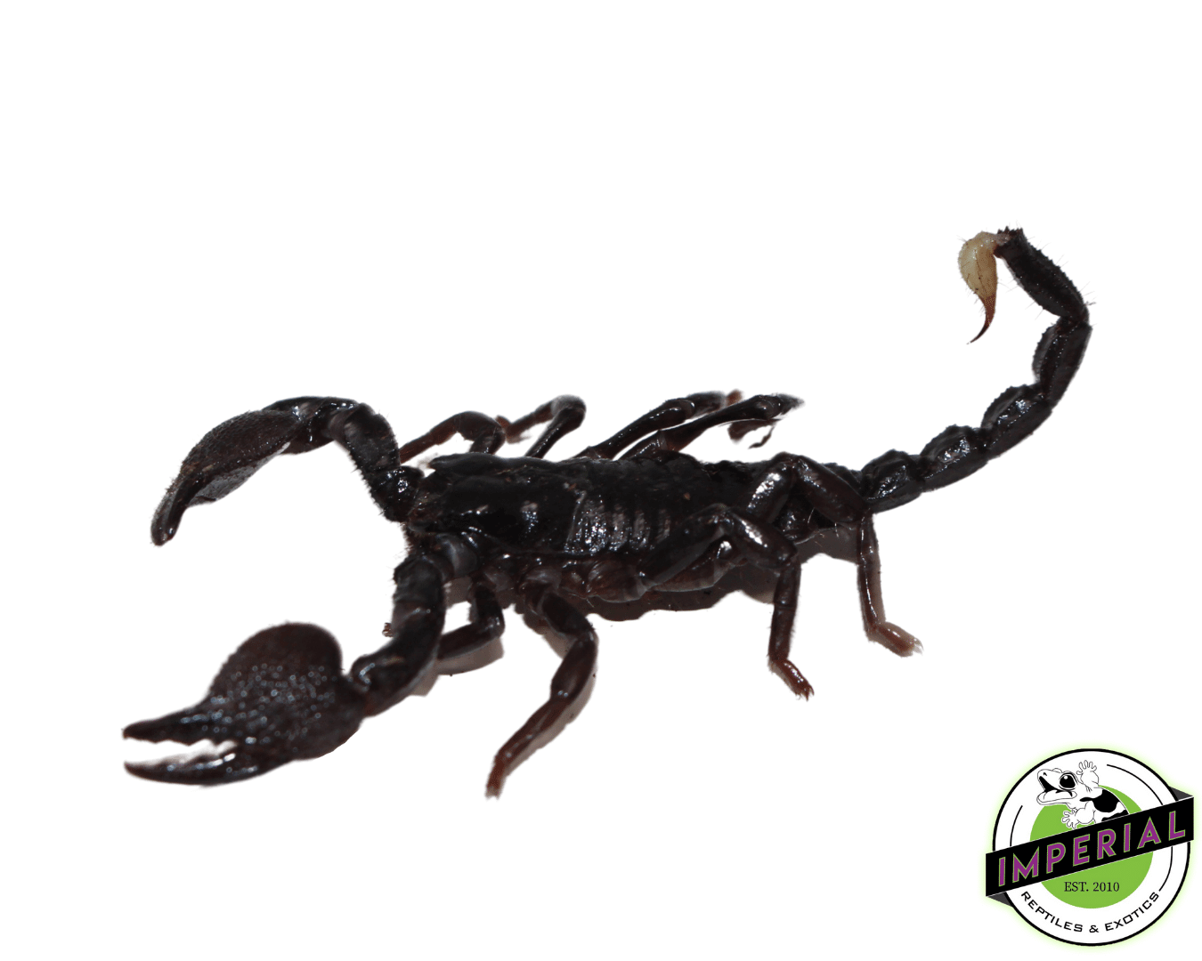 Emperor Scorpion (Pandisus imperator)