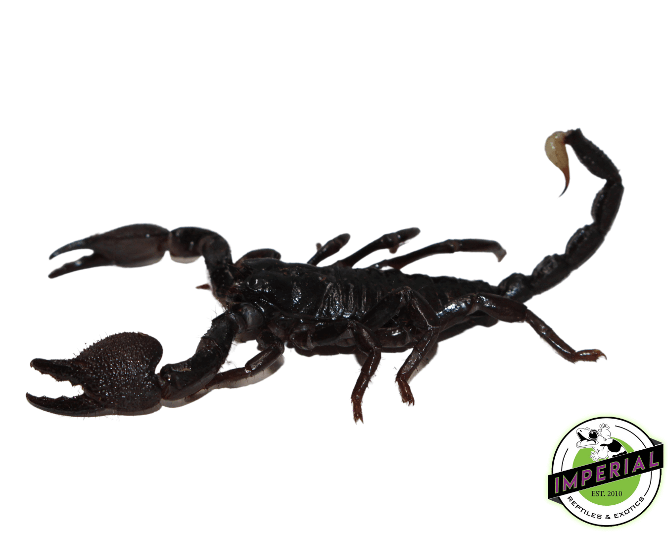 Emperor Scorpion (Pandisus imperator) — image 2