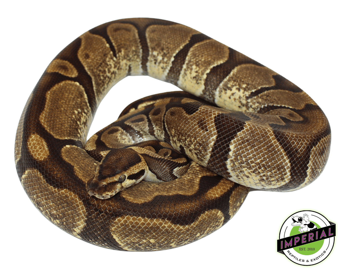 Enchi Ball Python Adult Female