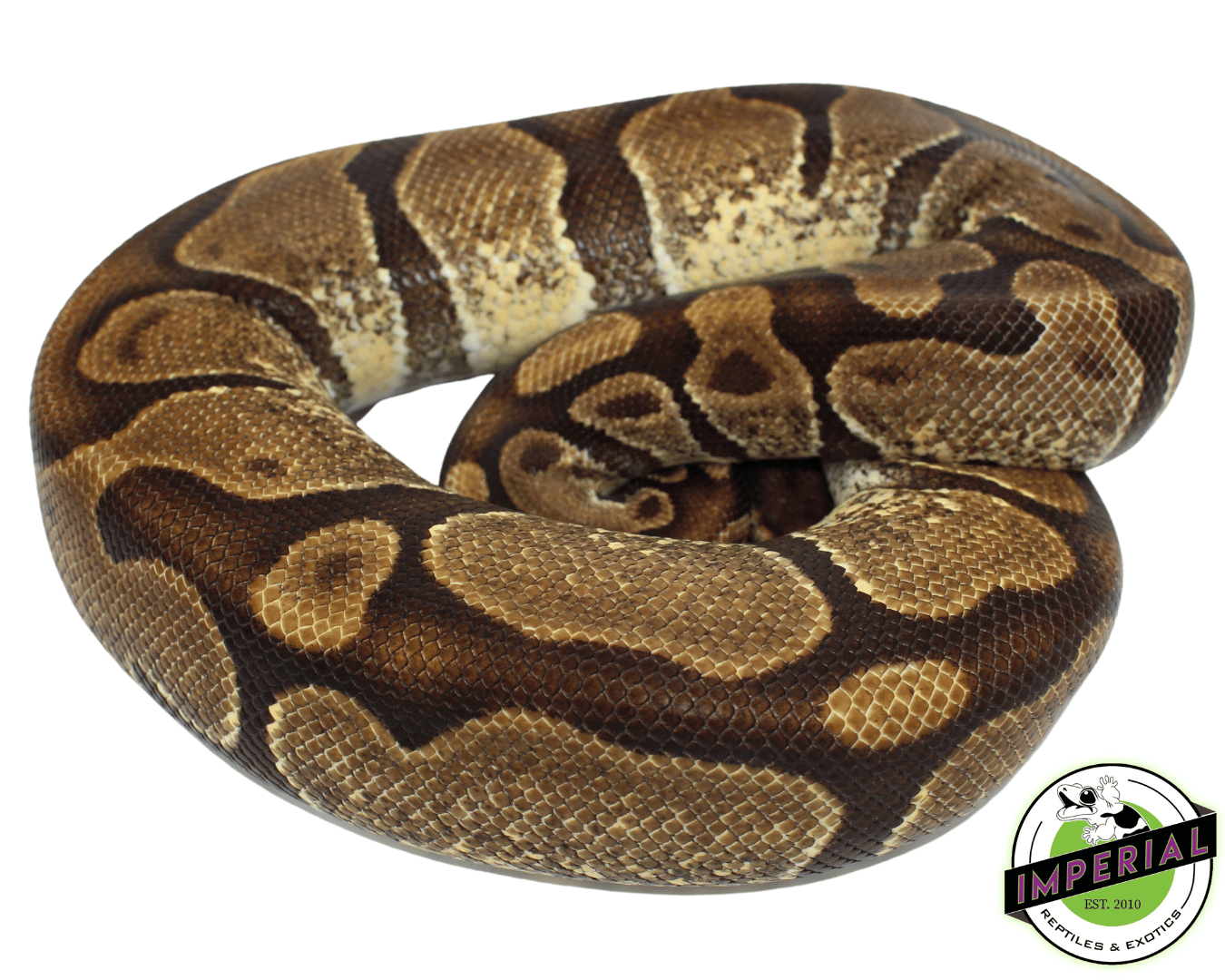 Enchi Ball Python Adult Female — image 2