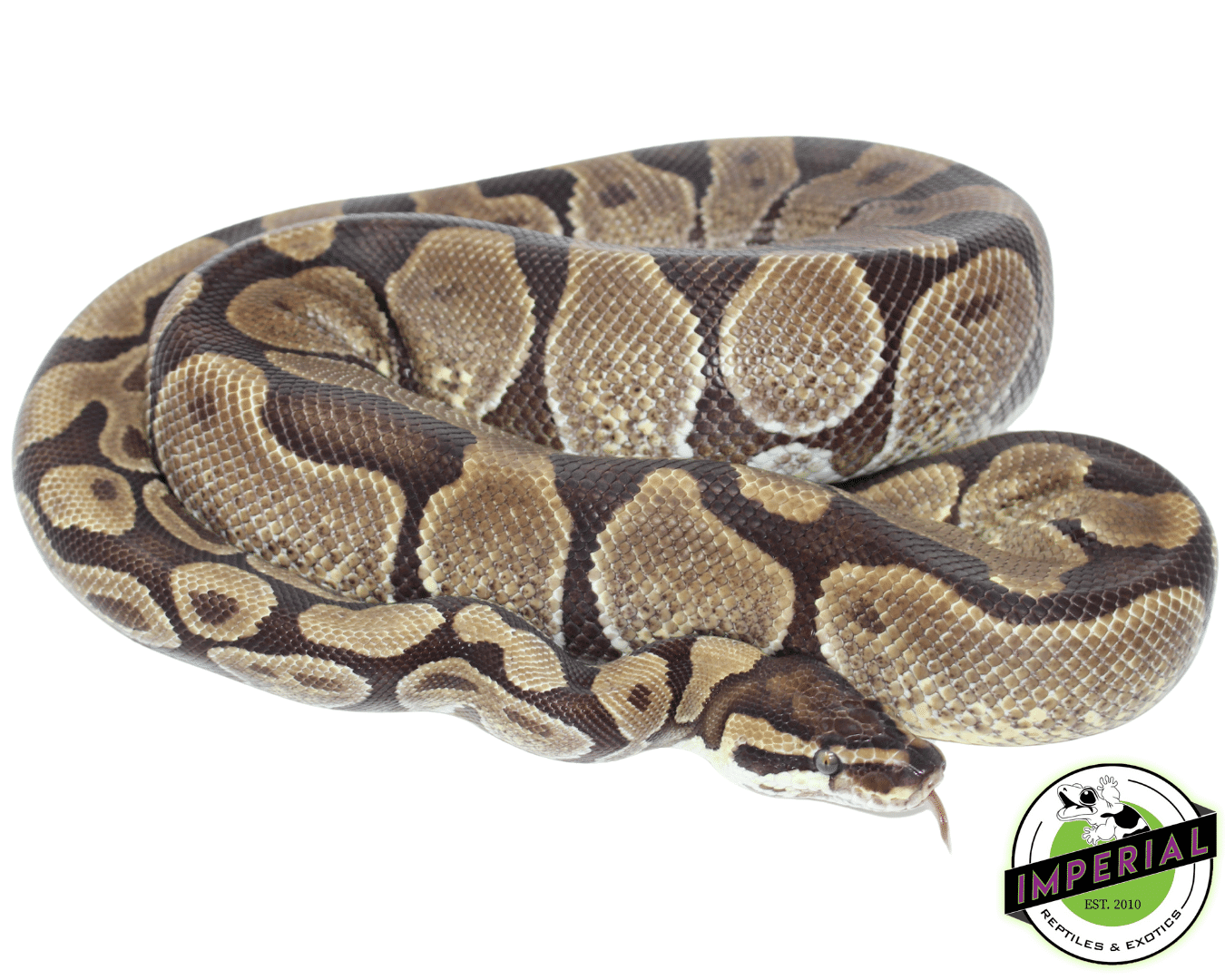 Enchi Ball Python Adult Female — image 3