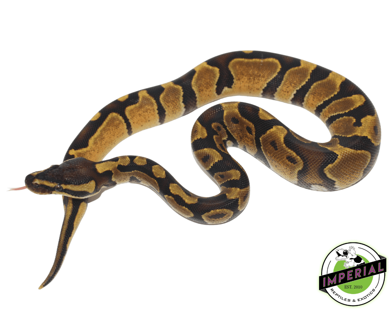 Enchi Ball Python