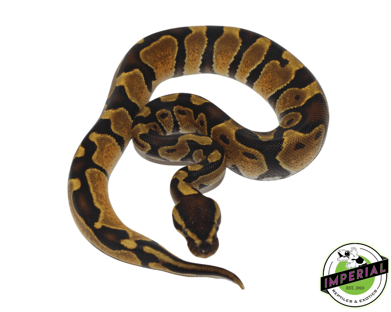 Enchi Ball Python — image 2