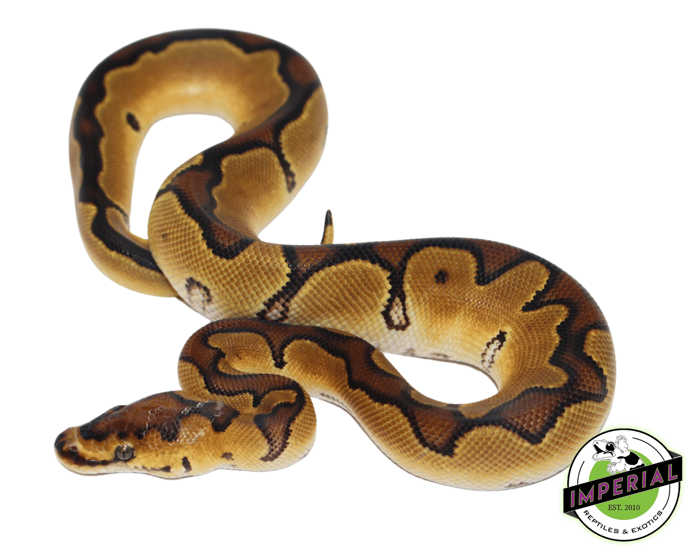 Enchi Clown Ball Python