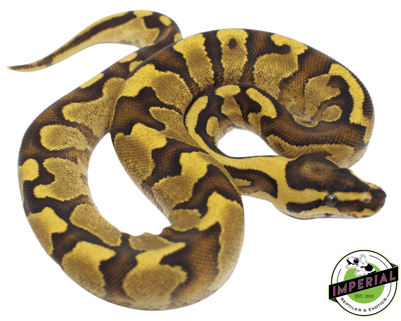 Enchi Fire Yellowbelly Ball Python