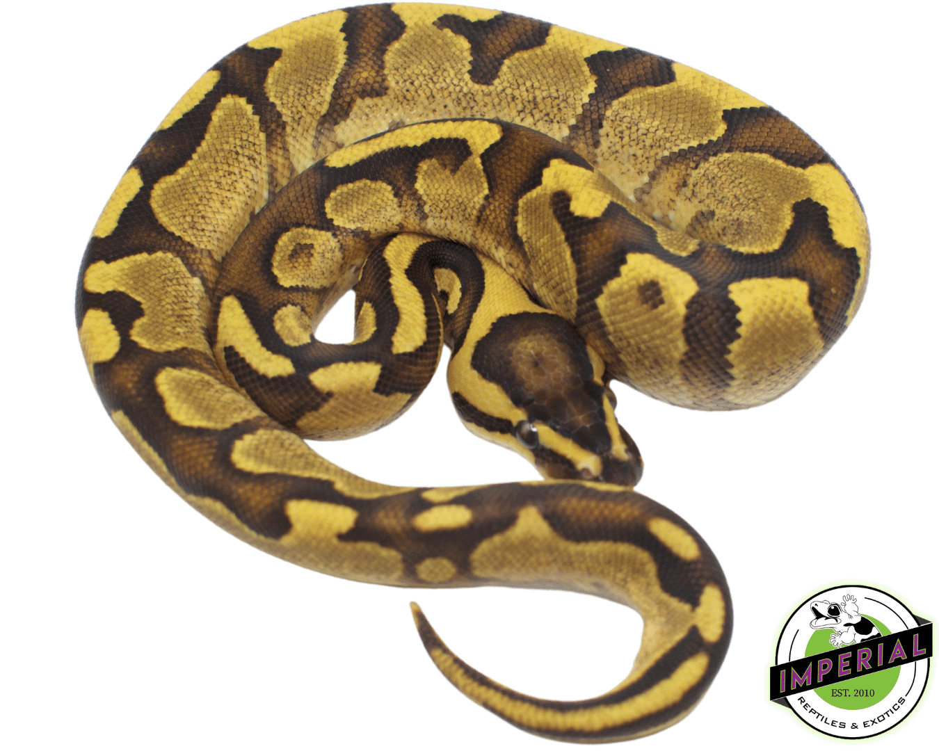 Enchi Fire Yellowbelly Ball Python — image 2