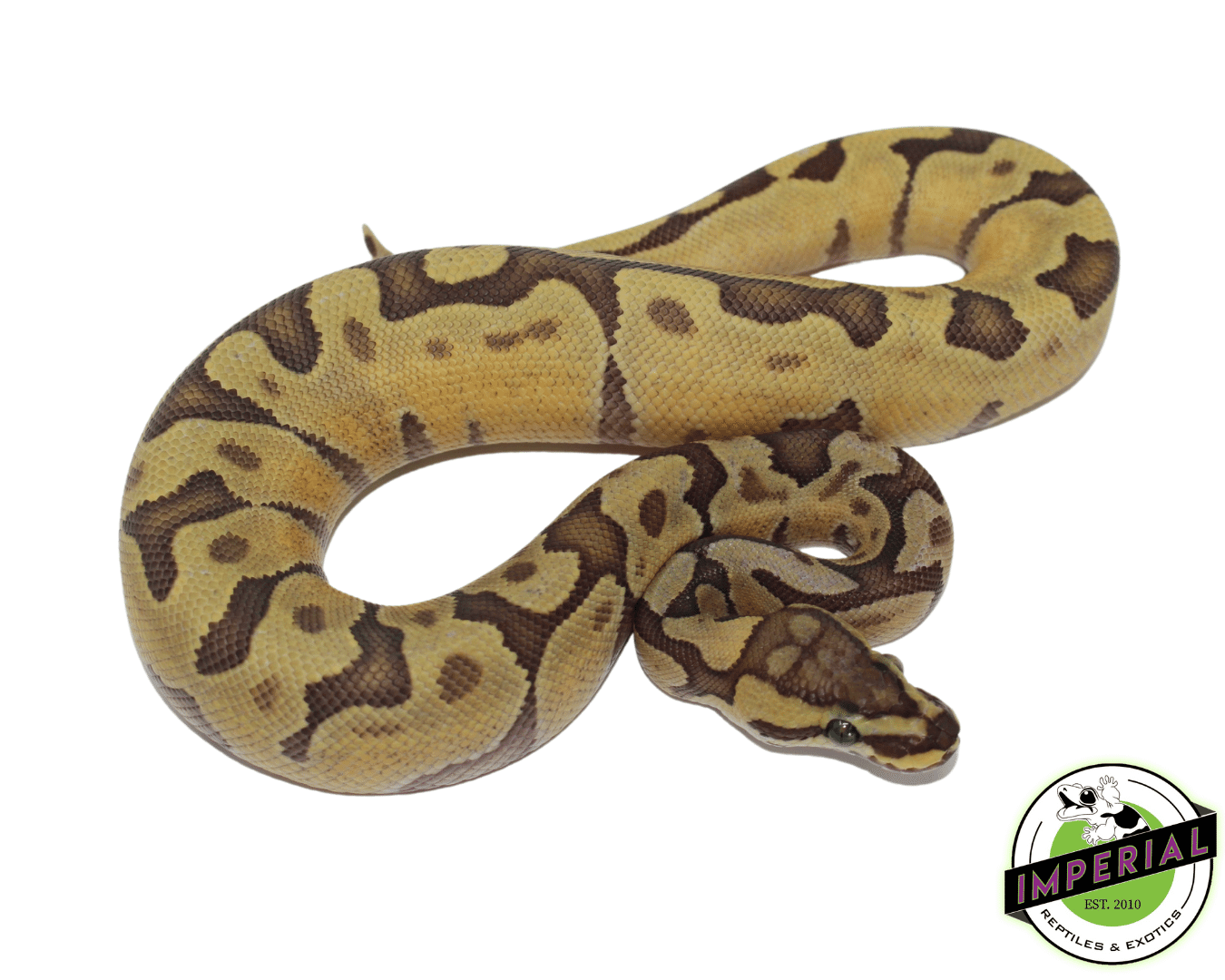 Enchi Ghost Ball Python