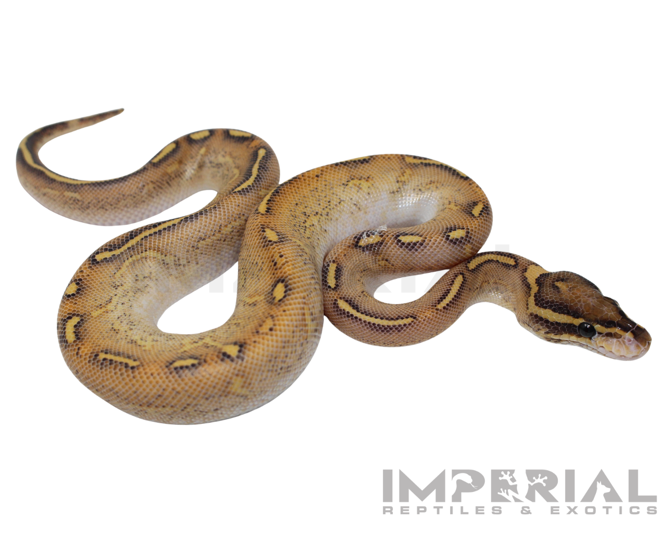 Enchi Highway Ball Python