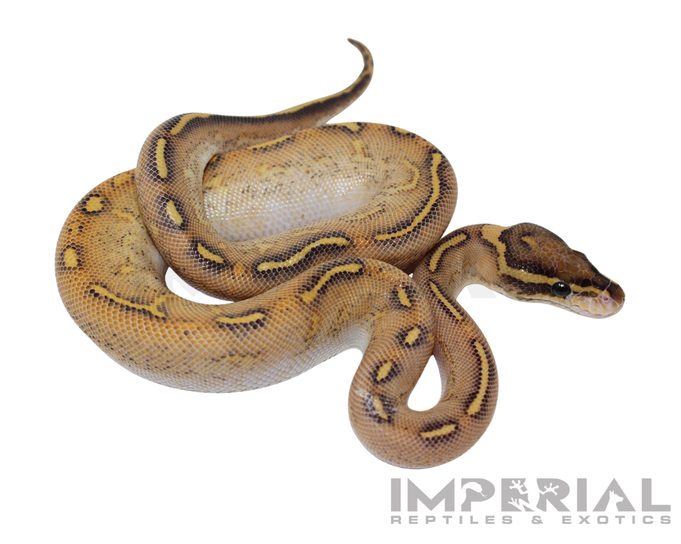 Enchi Highway Ball Python — image 2