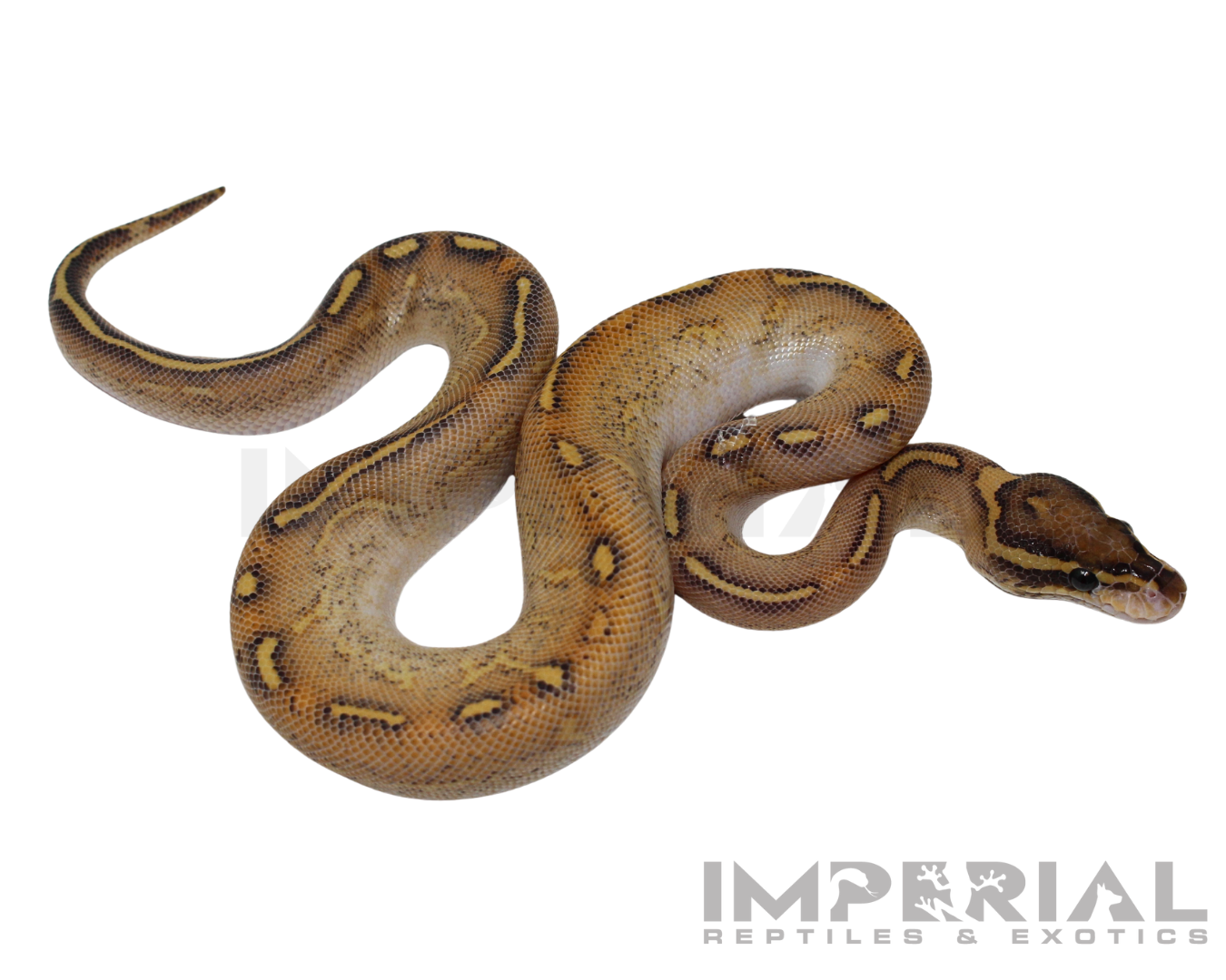 Enchi Highway Ball Python — image 3