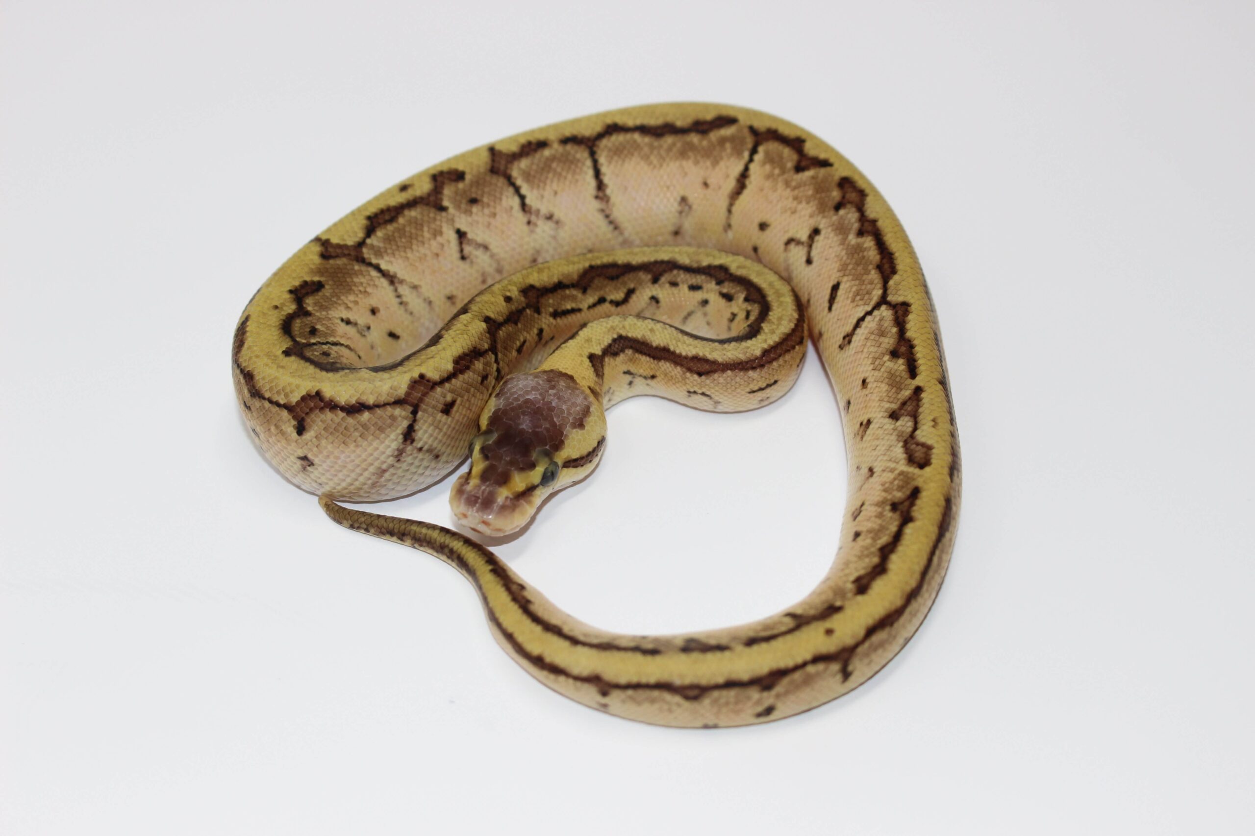 Enchi Lemon Blast Ball Python — image 2