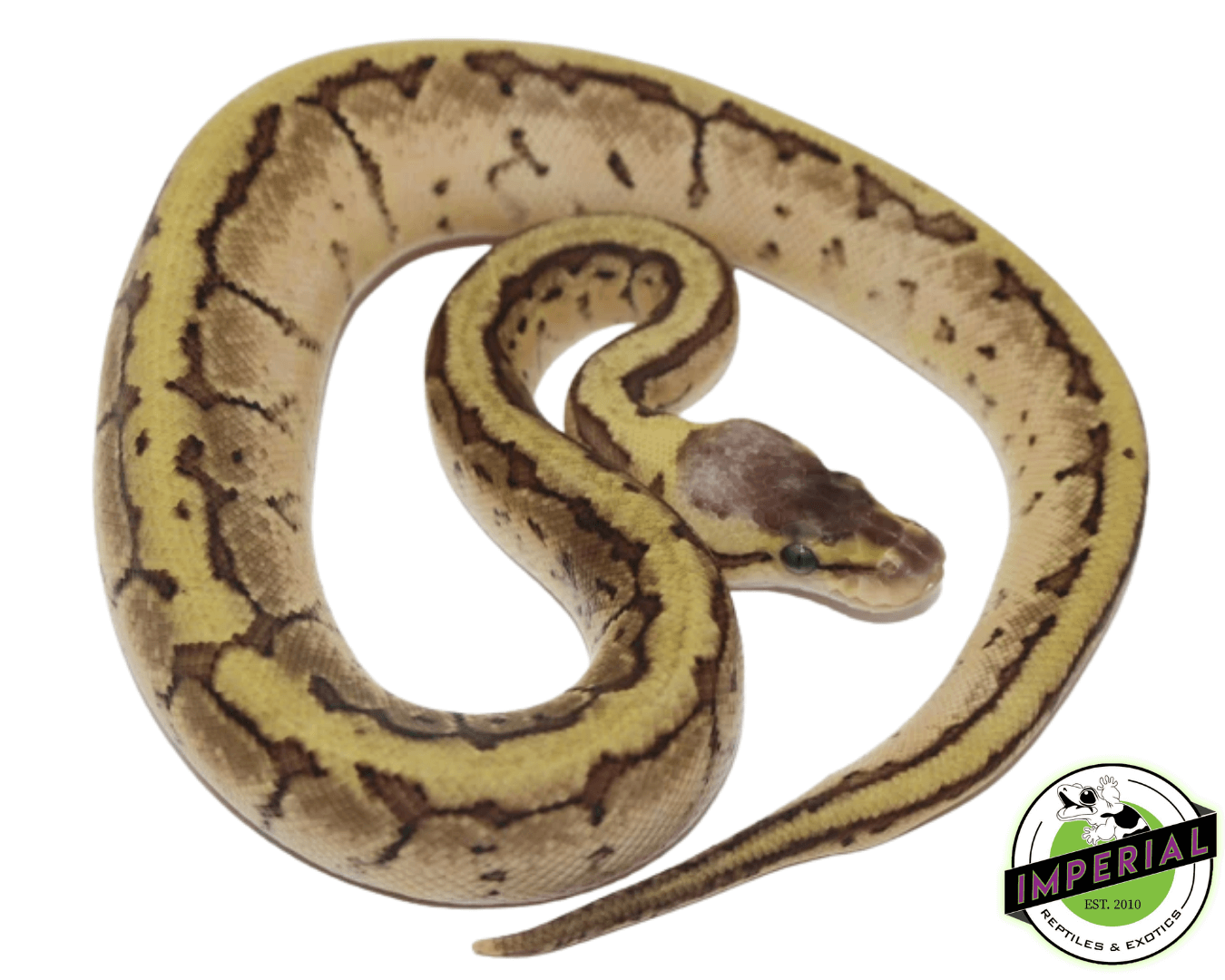 Enchi Lemon Blast Ball Python