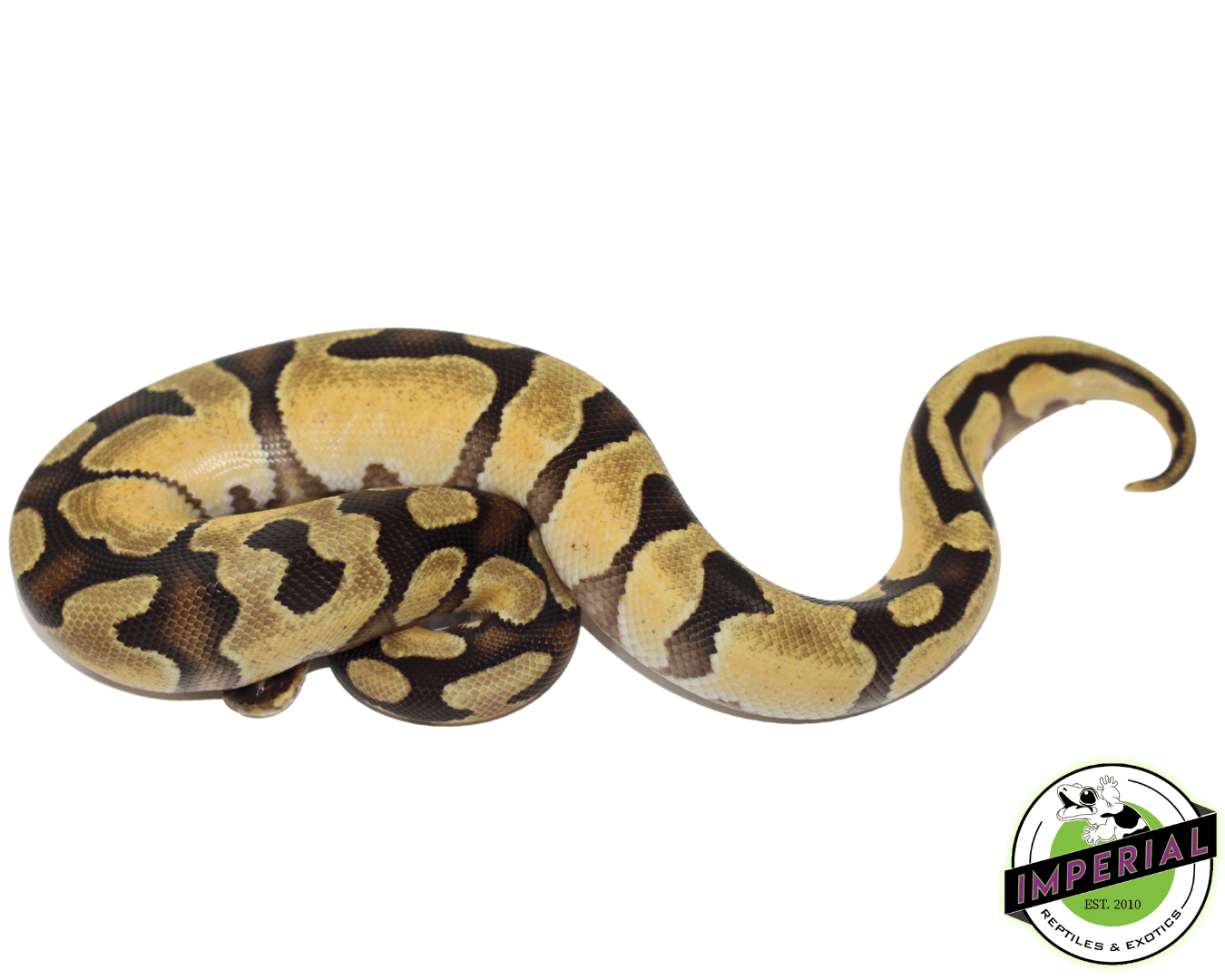 Enchi Lemonback Ball Python — image 2