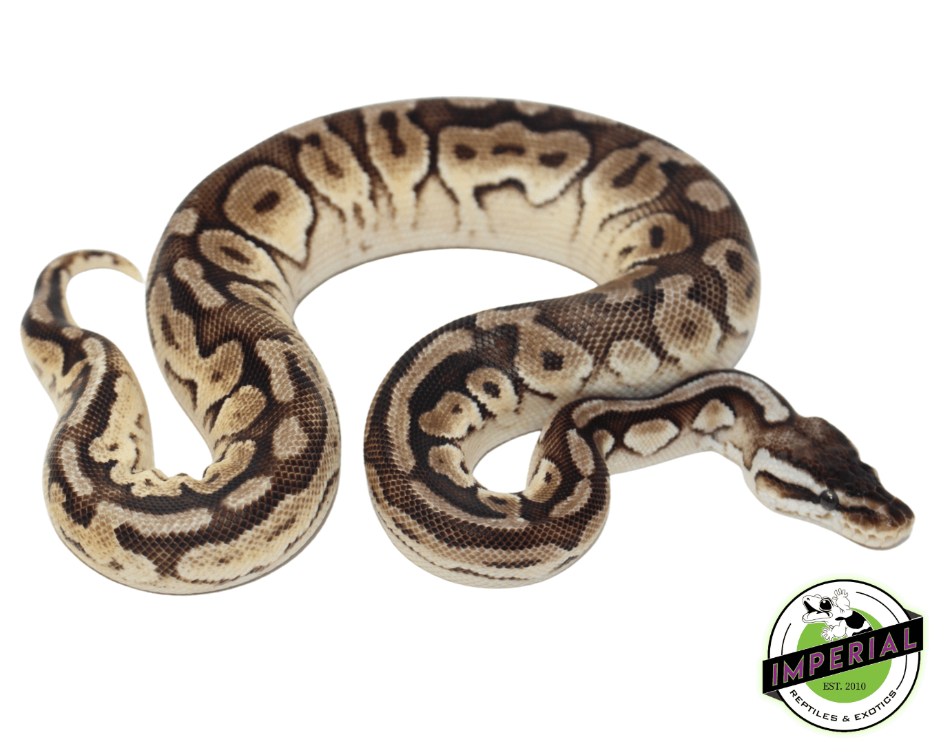 Enchi Pewter Ball Python