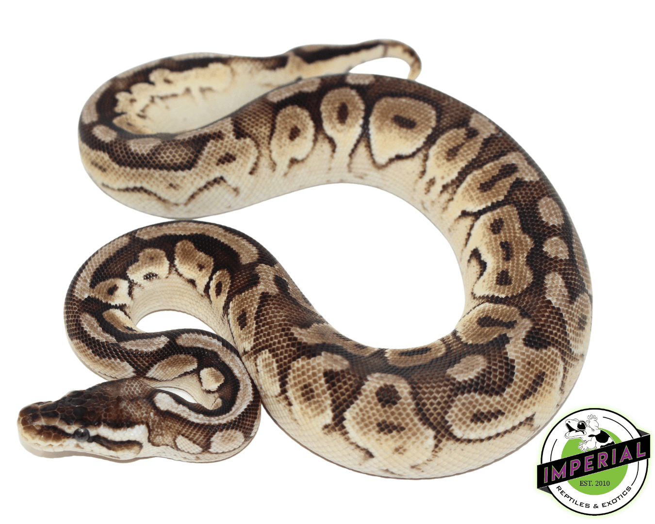 Enchi Pewter Ball Python — image 2