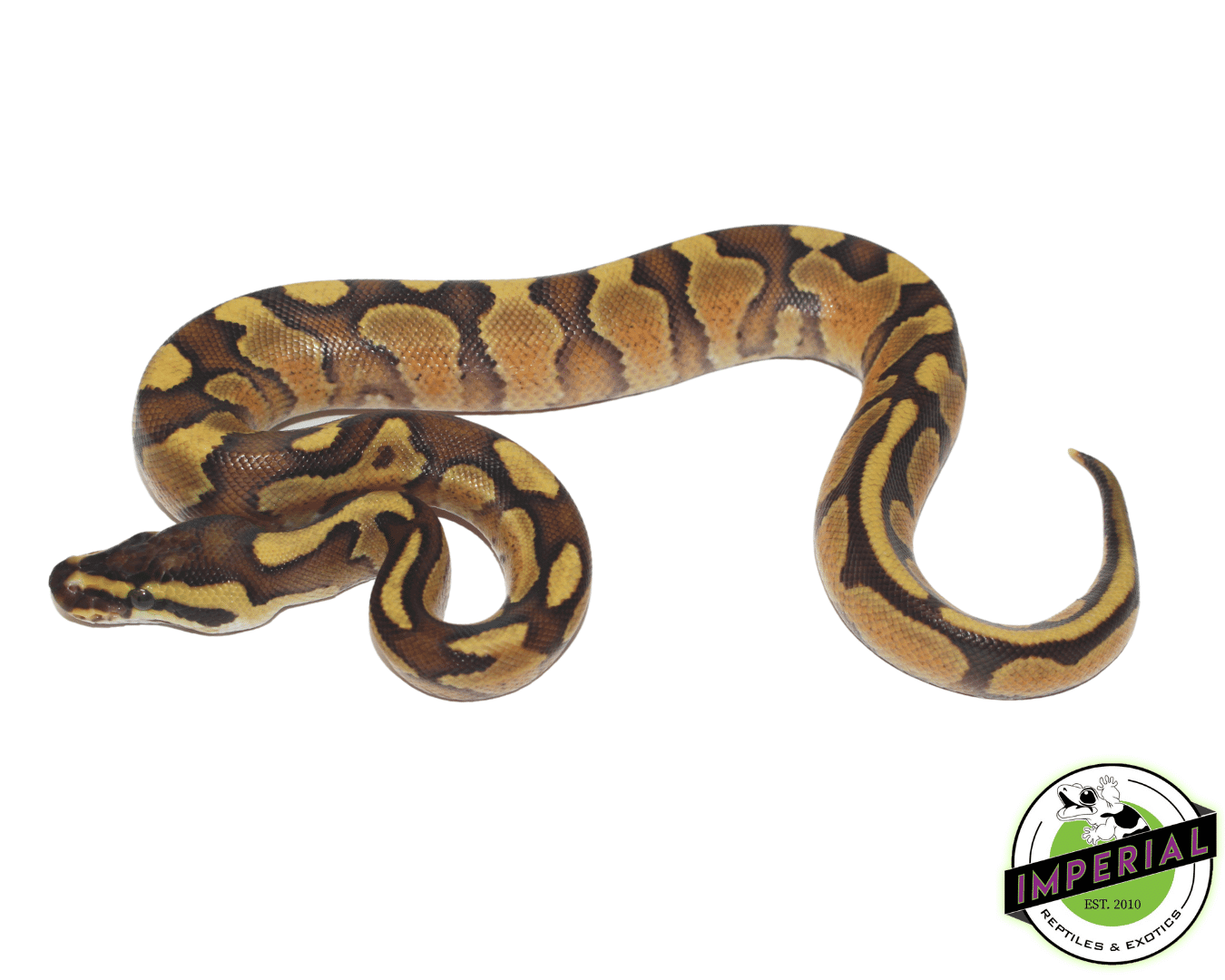Enchi Spark Ball Python