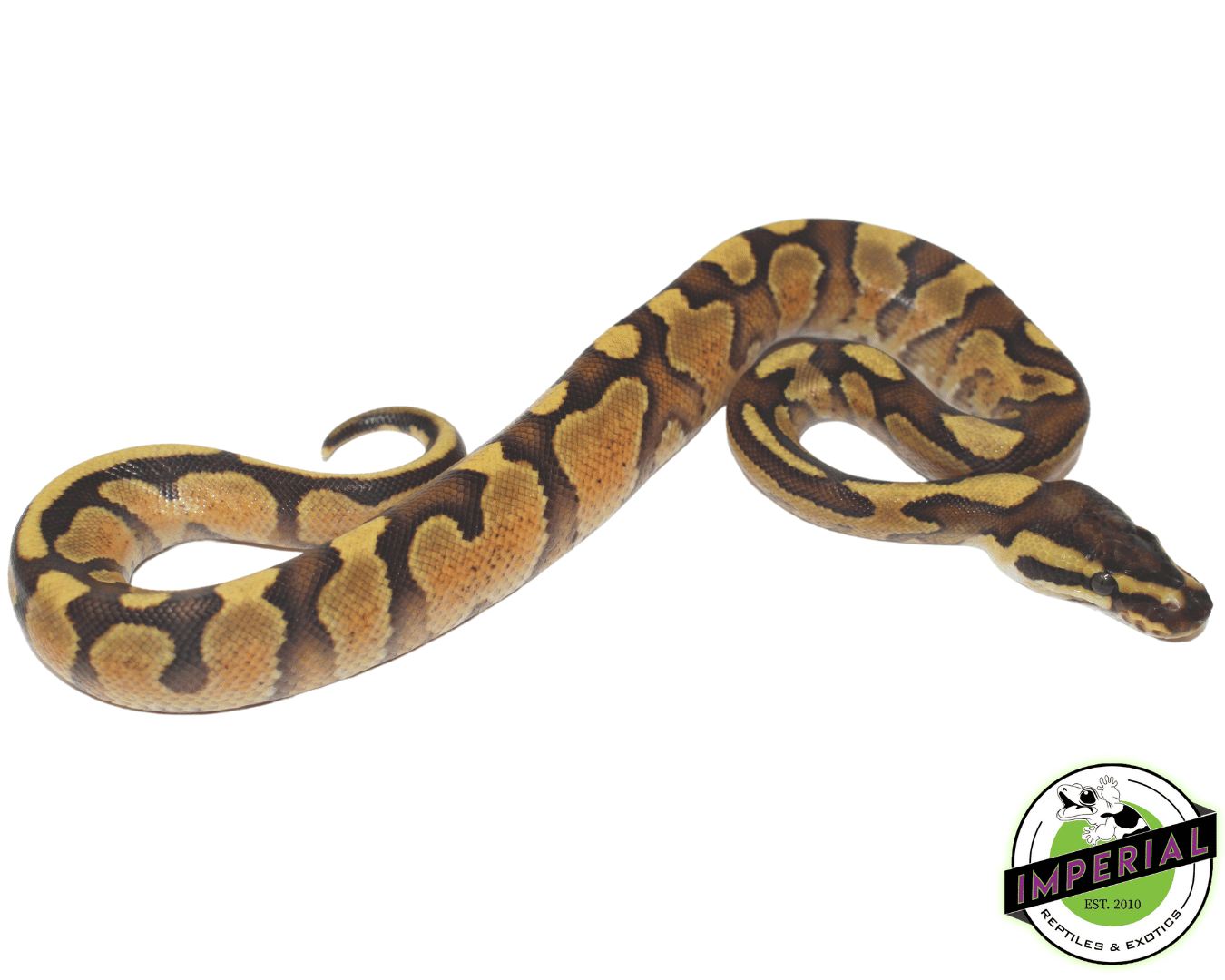 Enchi Spark Ball Python — image 2
