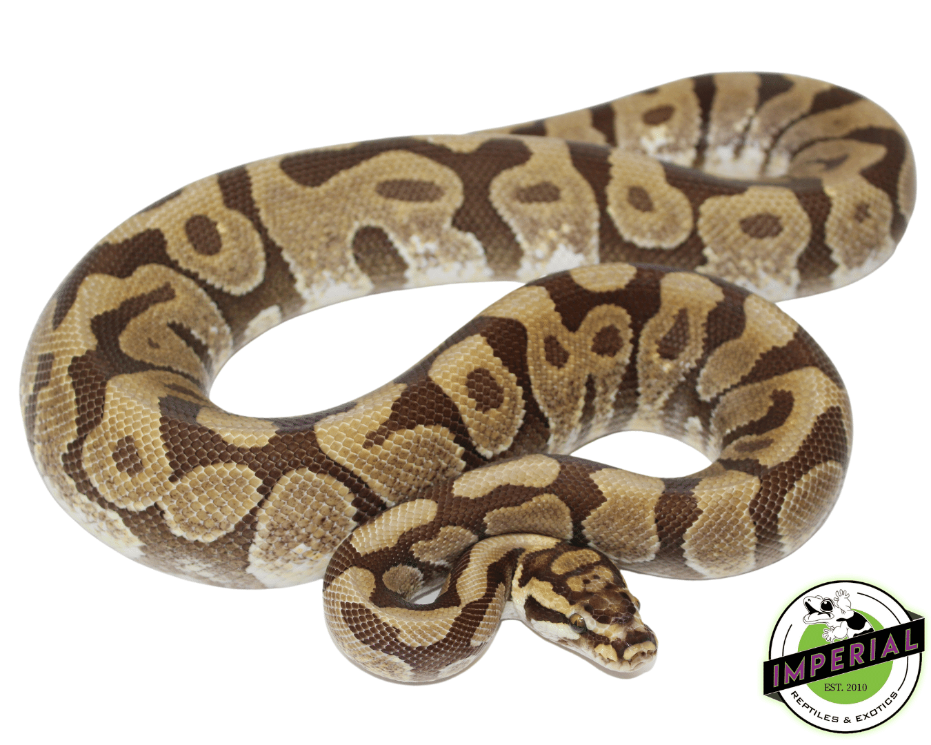 Enchi Spotnose Ball Python Adult