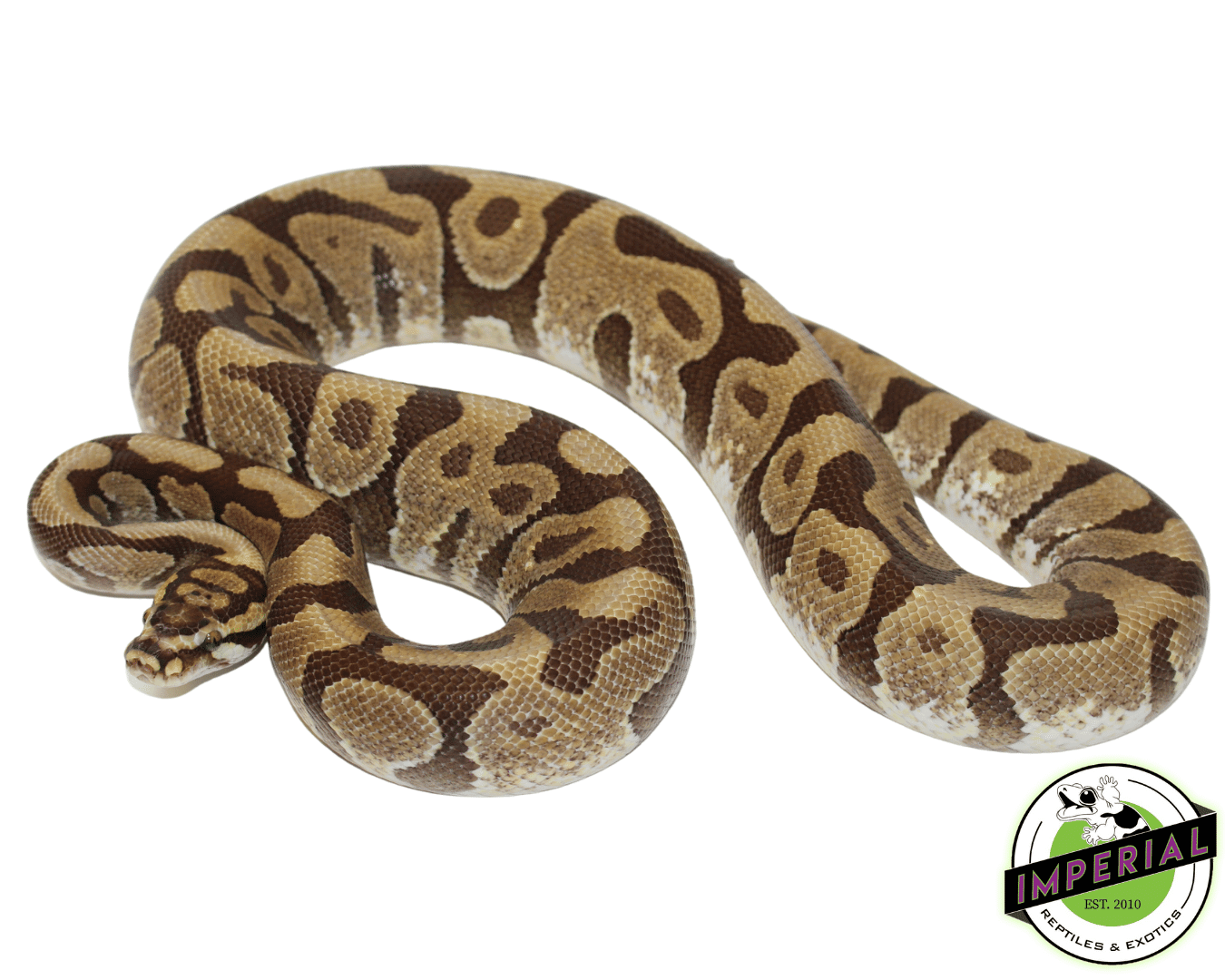 Enchi Spotnose Ball Python Adult — image 2