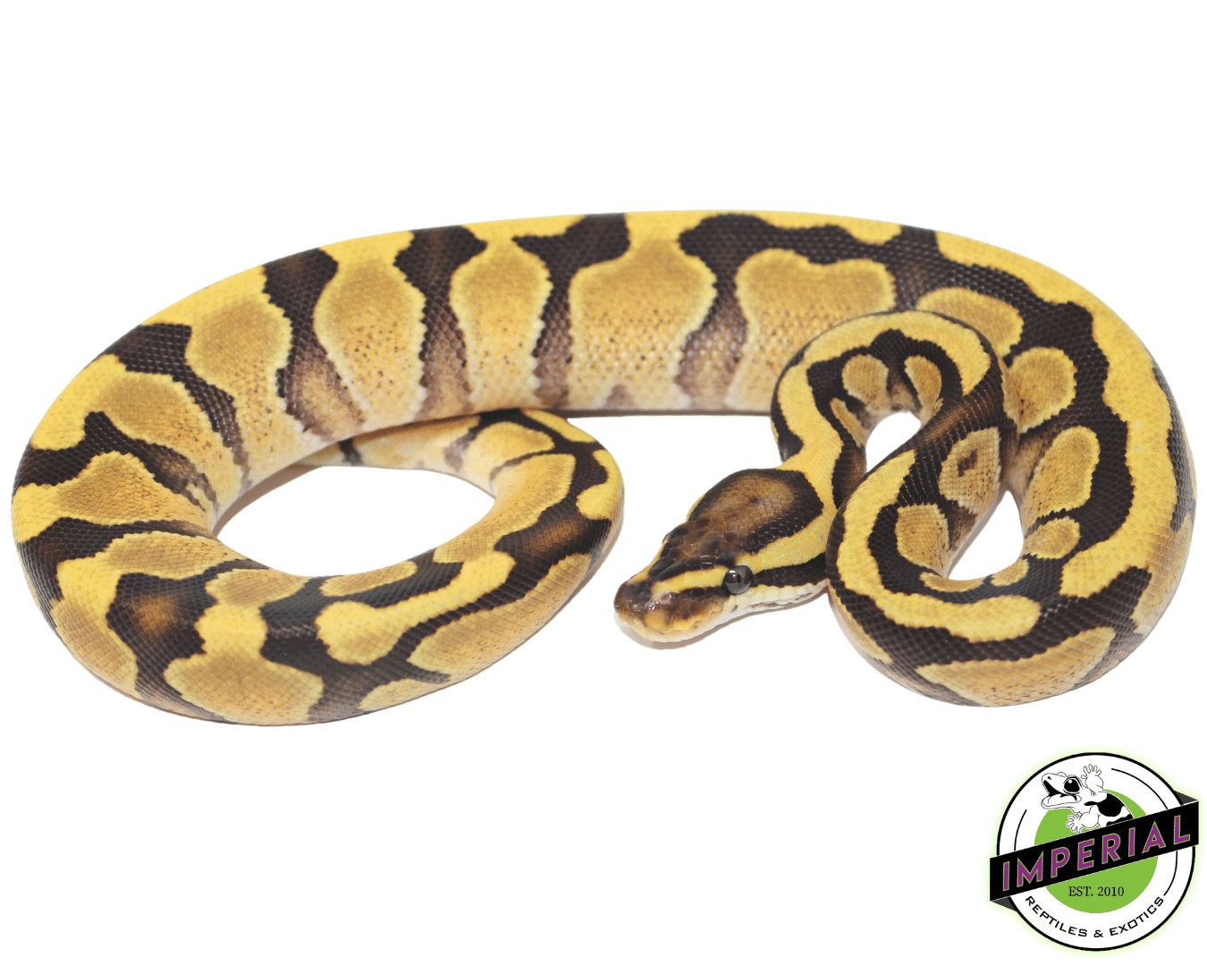 Enchi Yellowbelly Ball Python