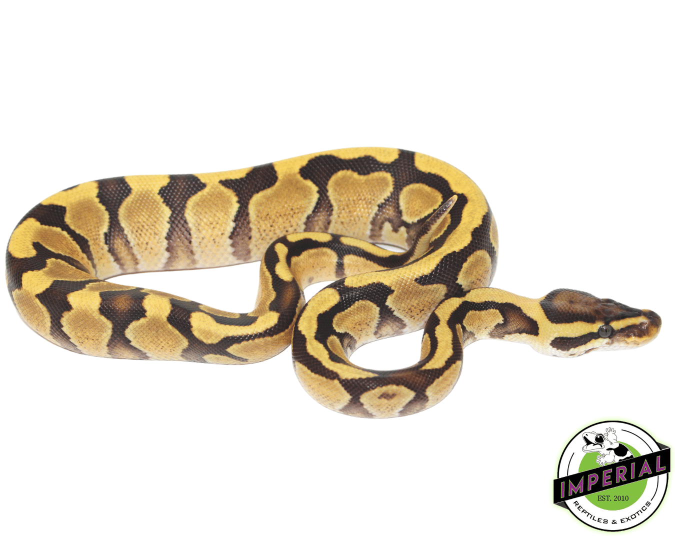 Enchi Yellowbelly Ball Python — image 2