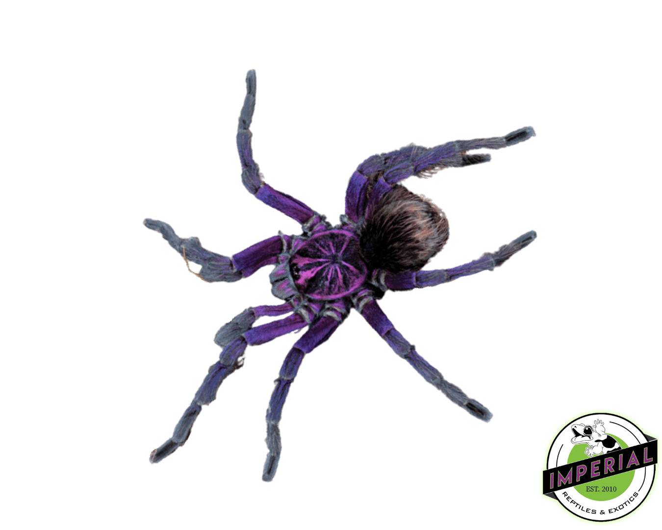 Esmeraldas Birdeater Tarantula (Pamphobeteus sp. Esmeraldas)