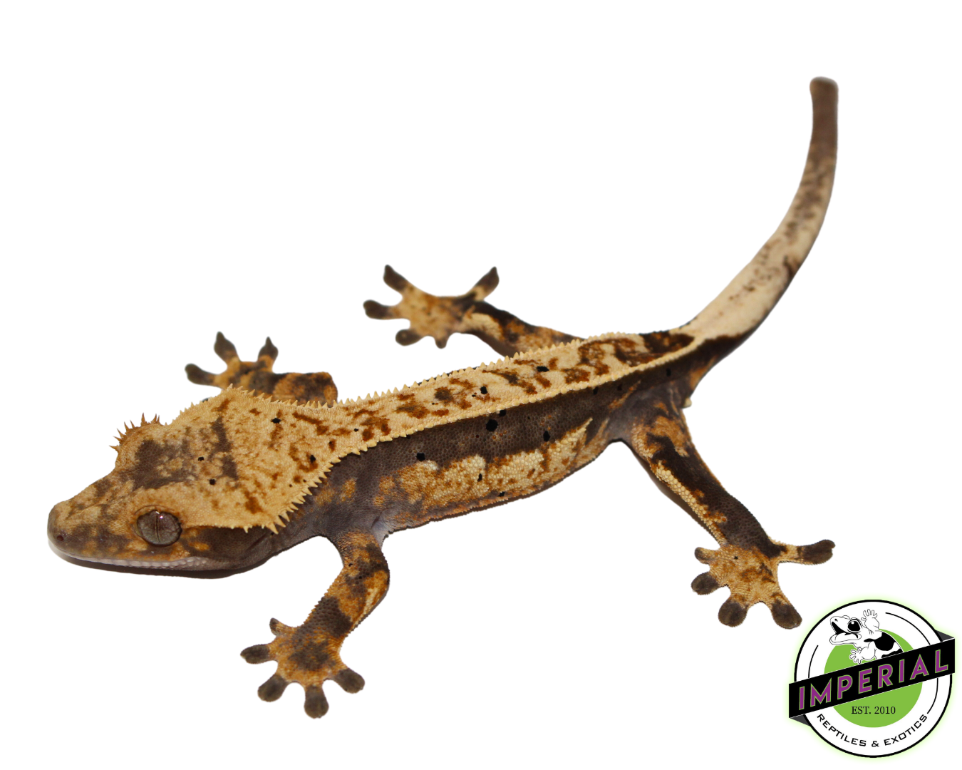 Extreme Harlequin Pinstripe Crested Gecko Sub Adult Female (#4523-04) — image 2