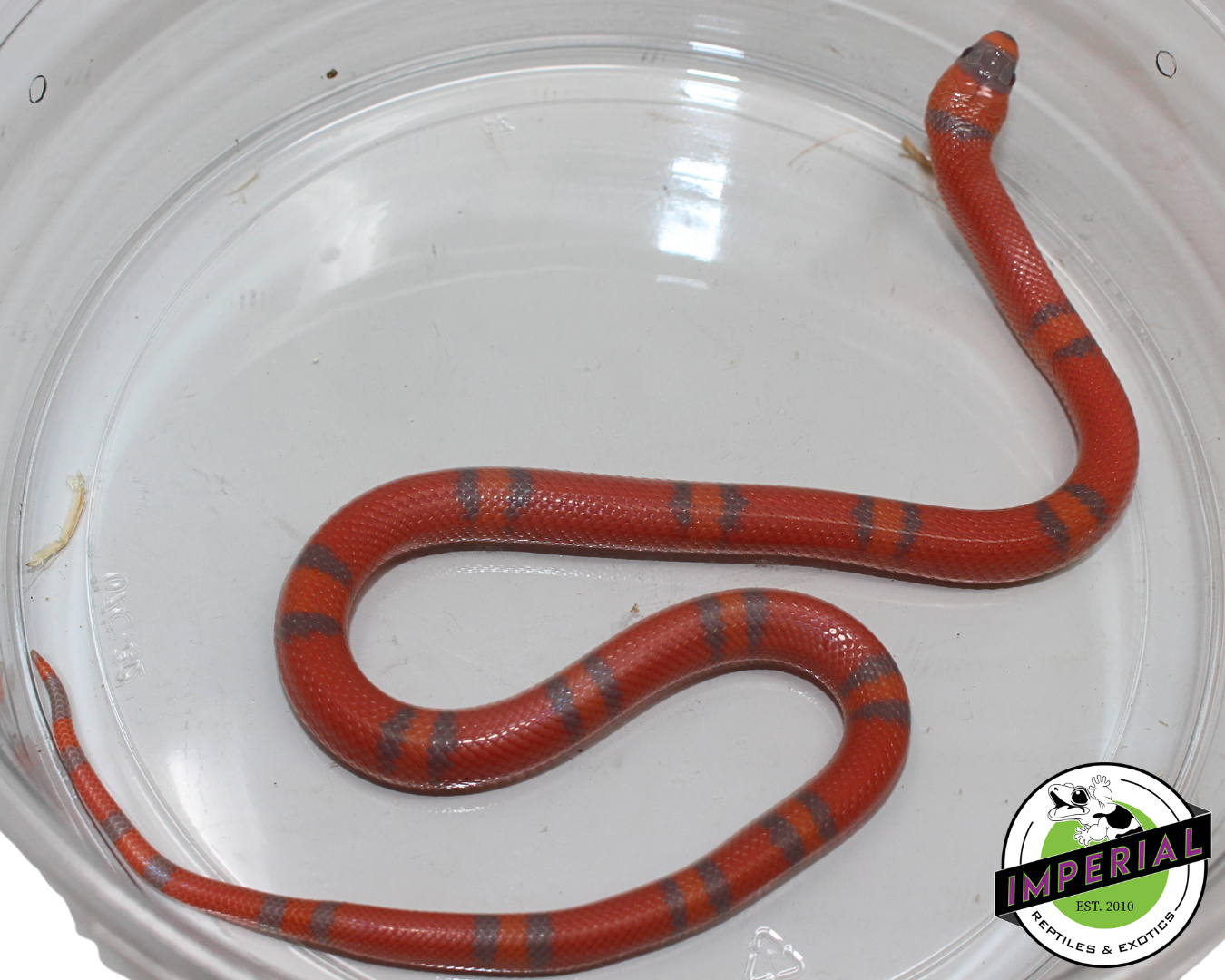 Extreme Hypo Honduran Milk Snake Male (#11524-17) — image 2
