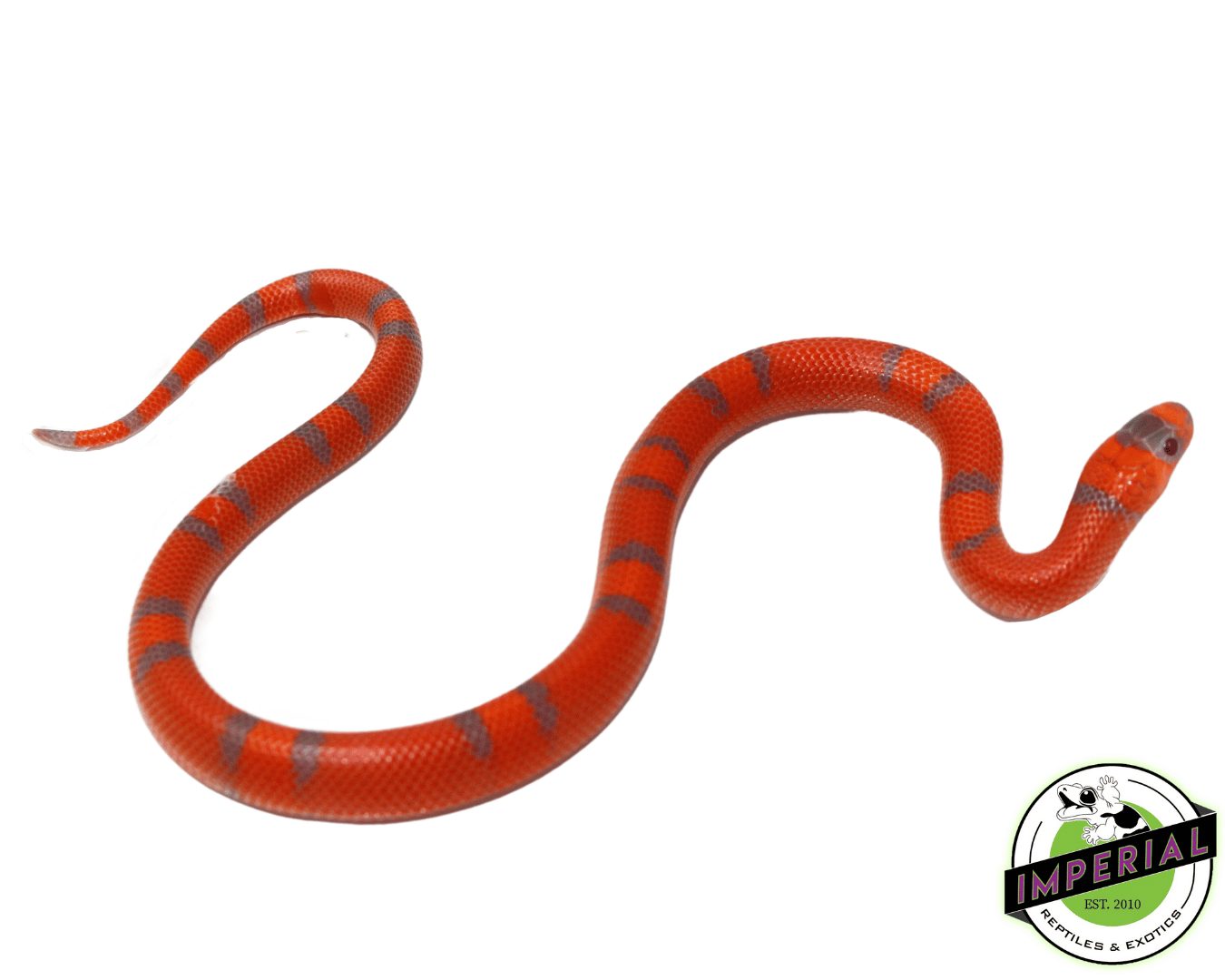 Extreme Hypo Honduran Milksnake — image 2
