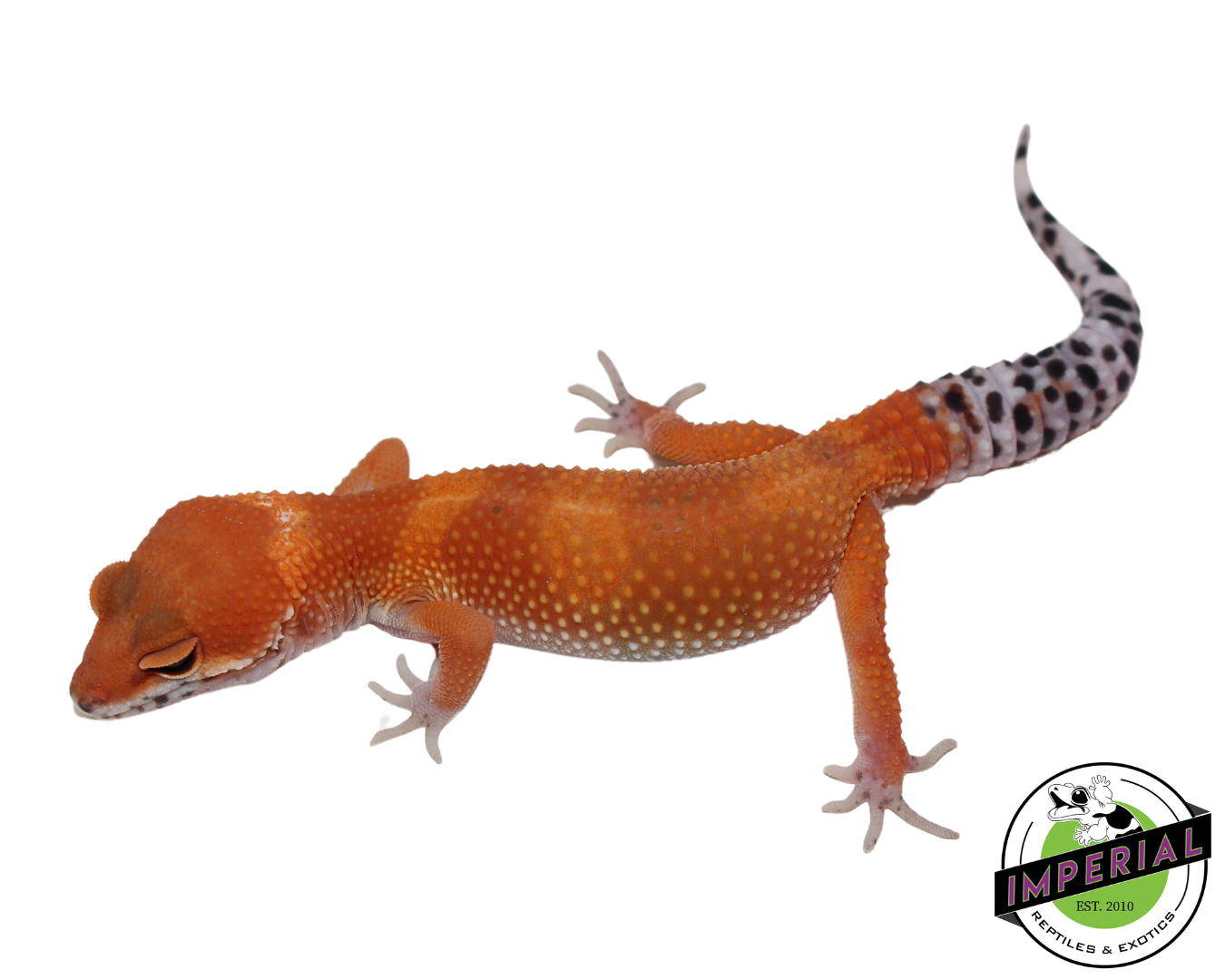 Extreme Tangerine Leopard Gecko Female (#111424-15)