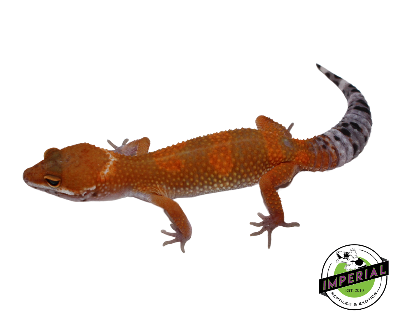 Extreme Tangerine Leopard Gecko Female (#111424-16)