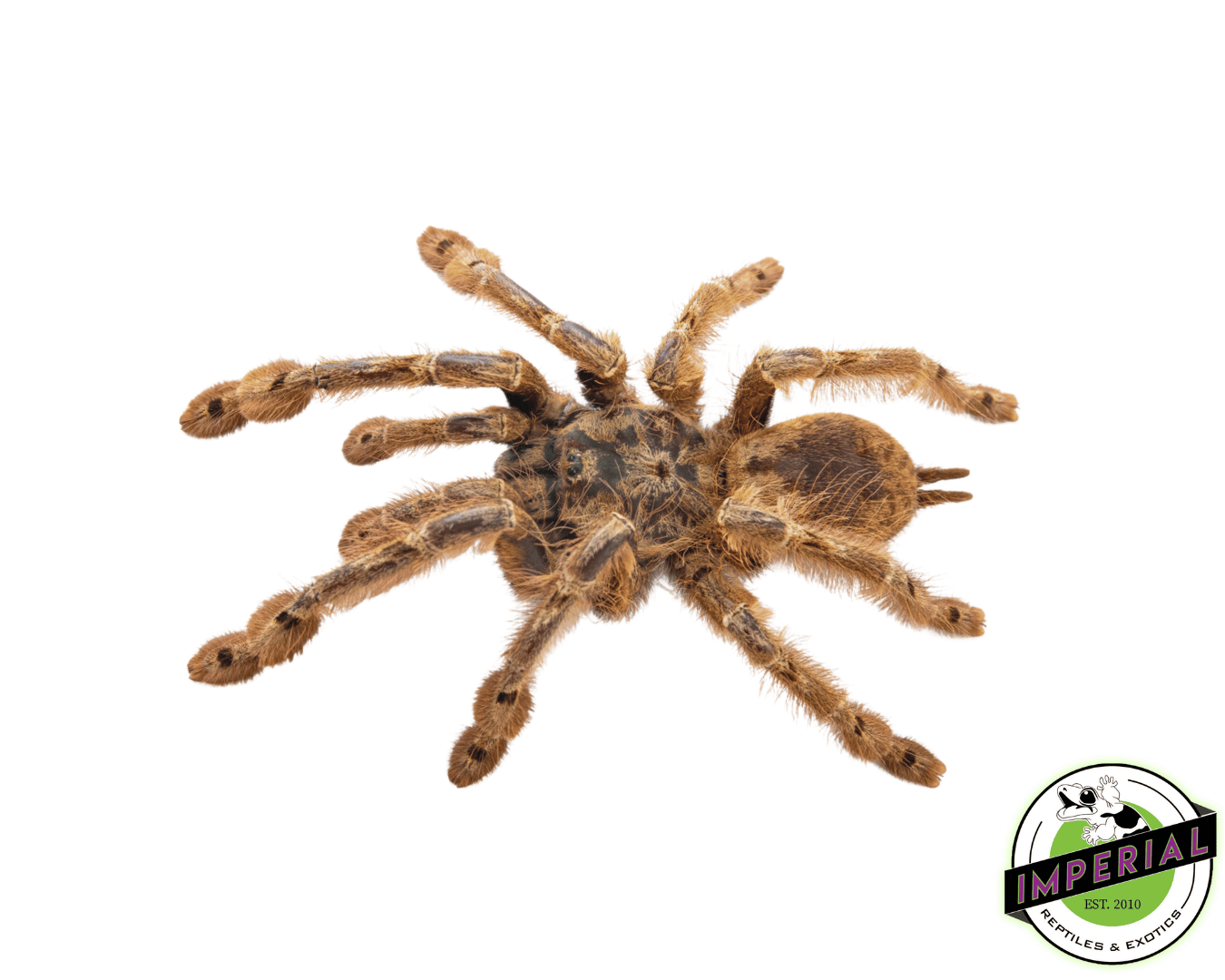 Feather Legged Baboon Tarantula (Stromatopelma calccatum)