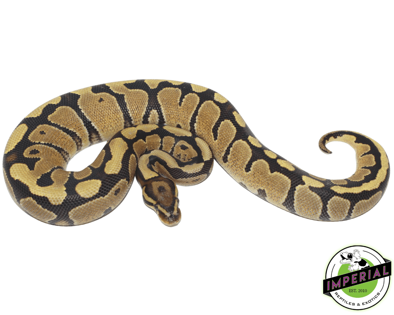 Fire Ball Python
