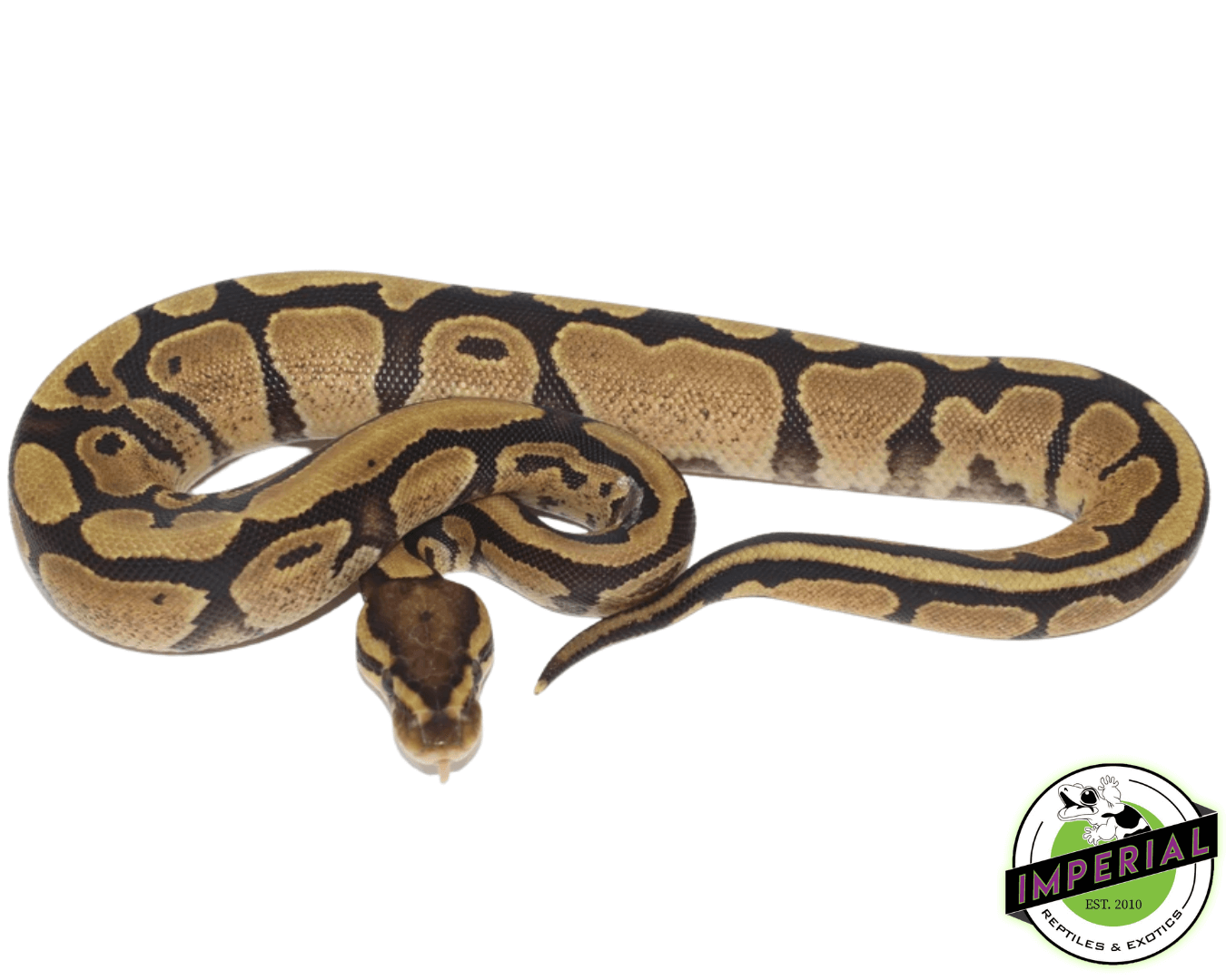 Fire Ball Python — image 3