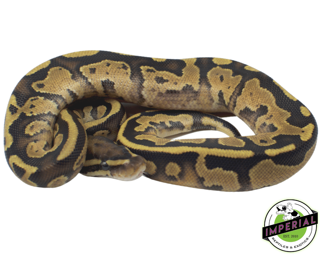 Fire Ball Python — image 2