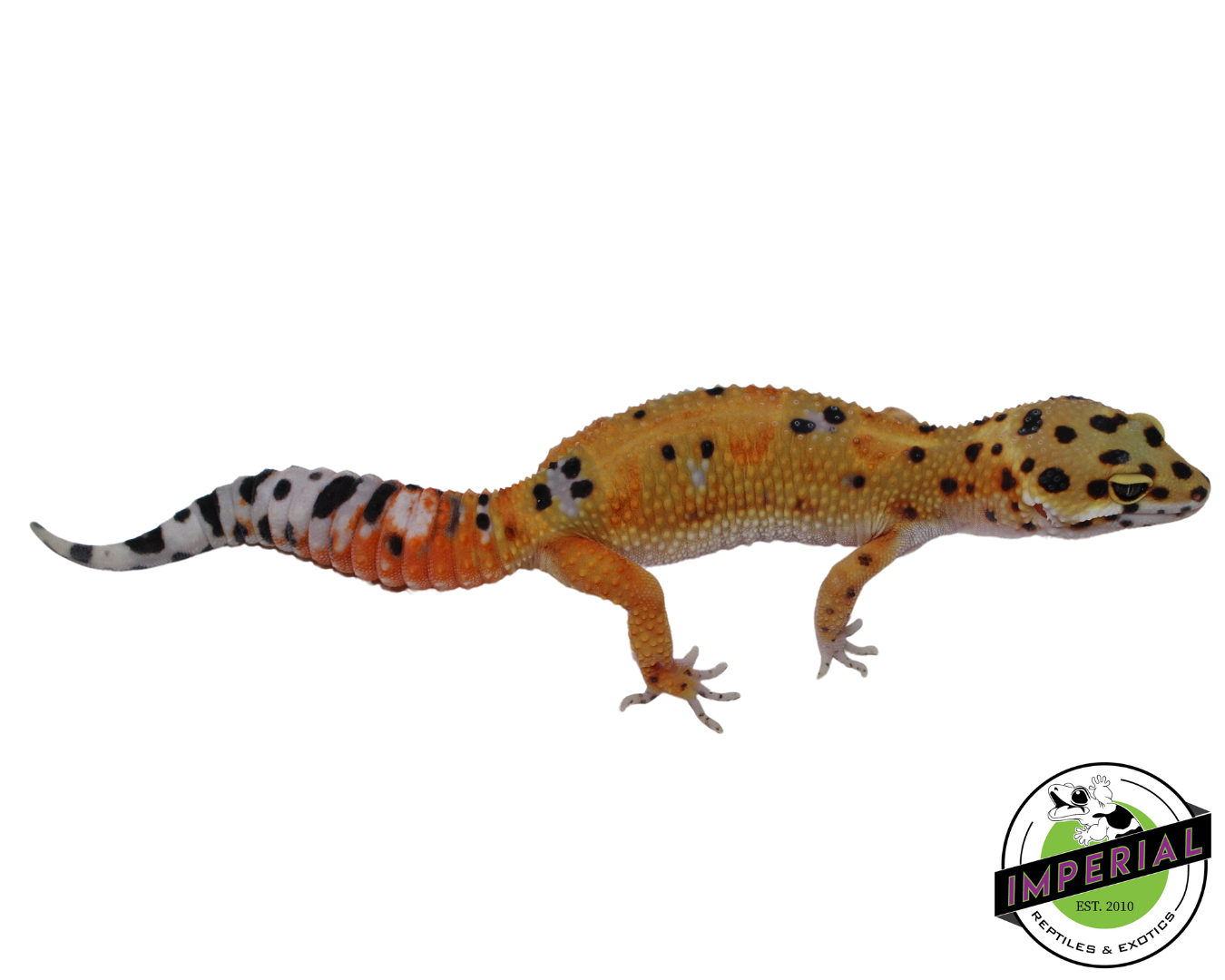 Fire Fox x Tangerine Leopard Gecko Adult Female (#111424-01)