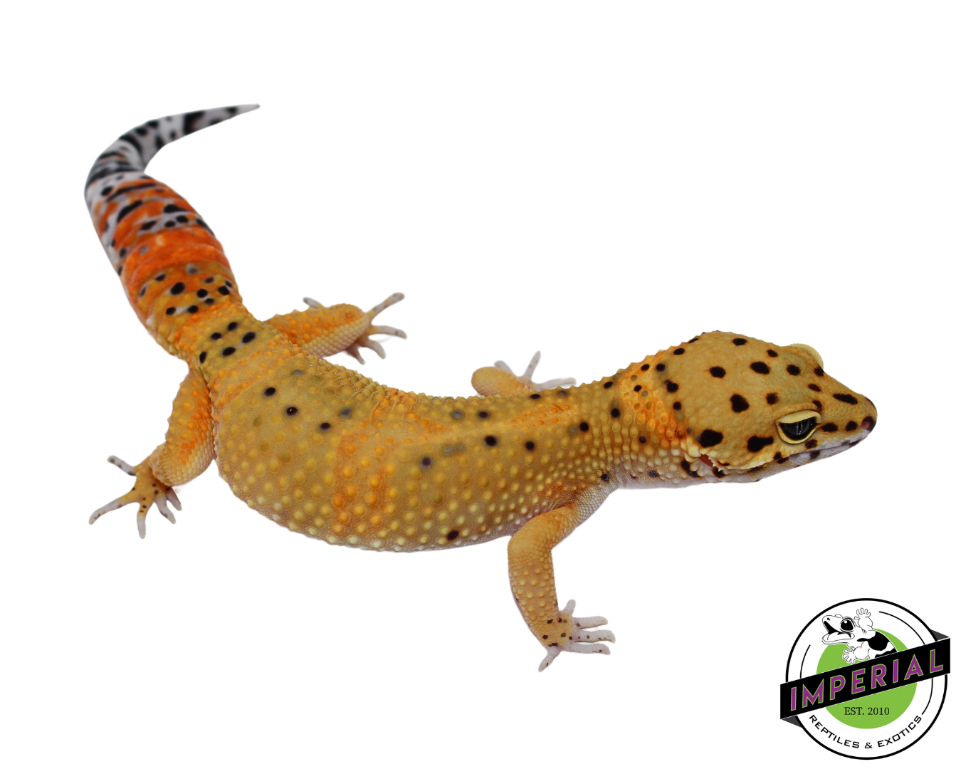 Fire Fox x Tangerine Leopard Gecko Adult Female (#111424-02)