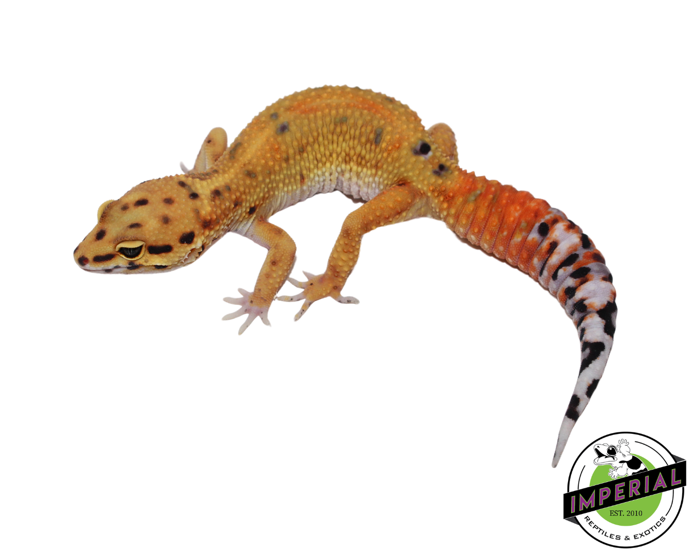 Fire Fox x Tangerine Leopard Gecko Adult Female (#111424-03)