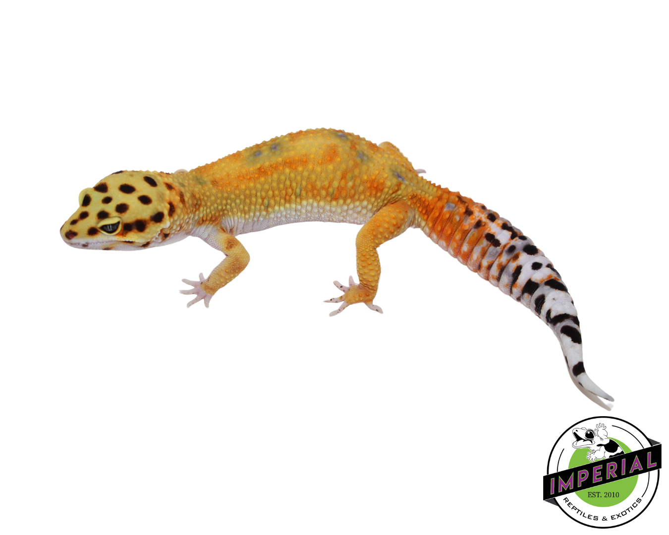 Fire Fox x Tangerine Leopard Gecko Adult Female (#111424-04)