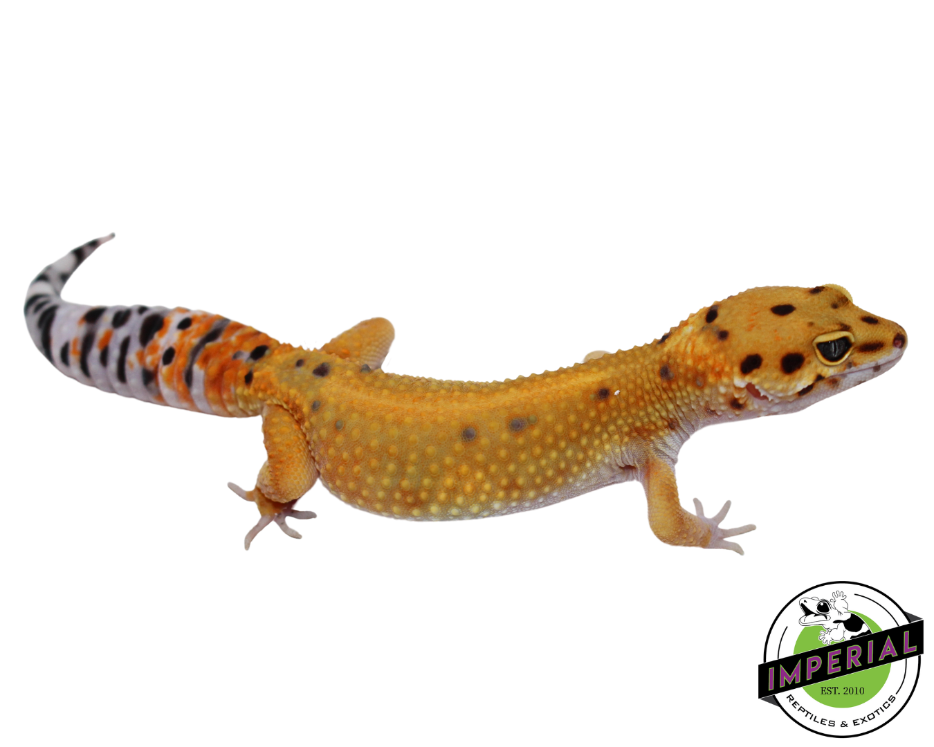 Fire Fox x Tangerine Leopard Gecko Adult Female (#111424-05)