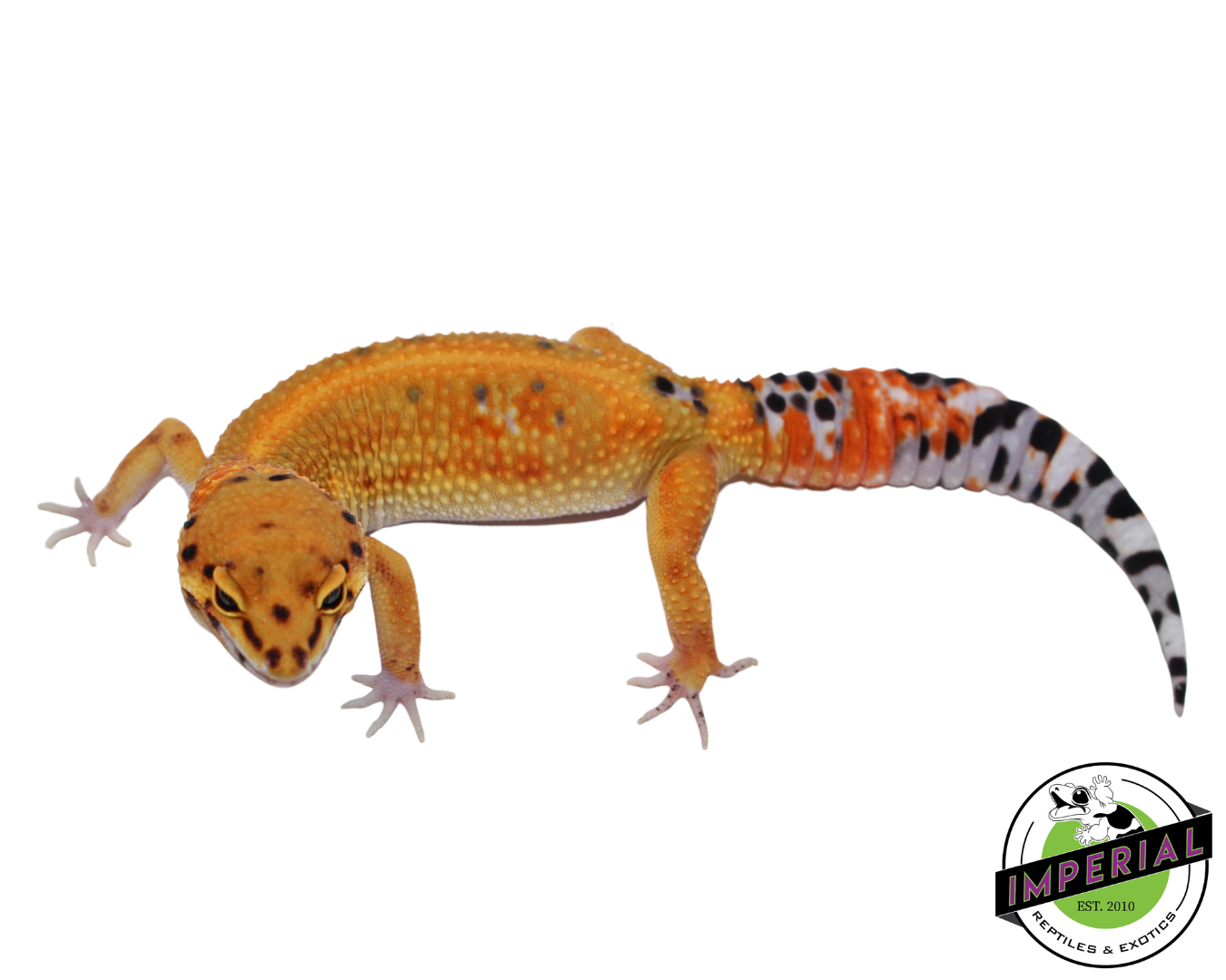 Fire Fox x Tangerine Leopard Gecko Adult Female (#111424-19)