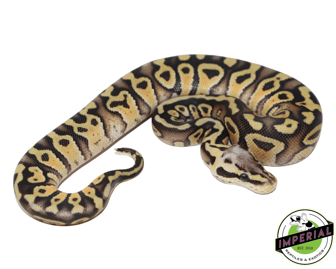 Firefly Gravel Ball Python — image 2