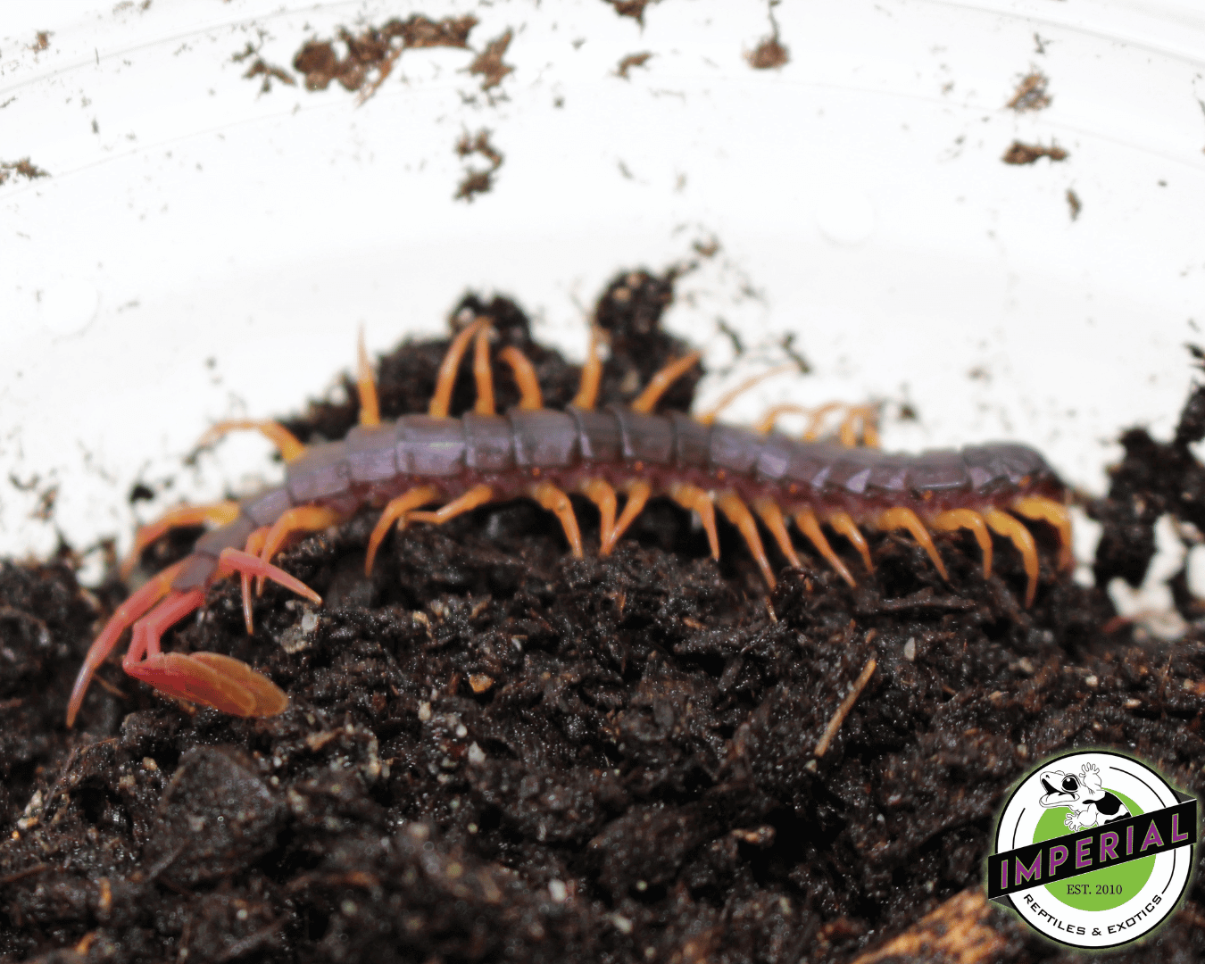 Flag Tail Centipede